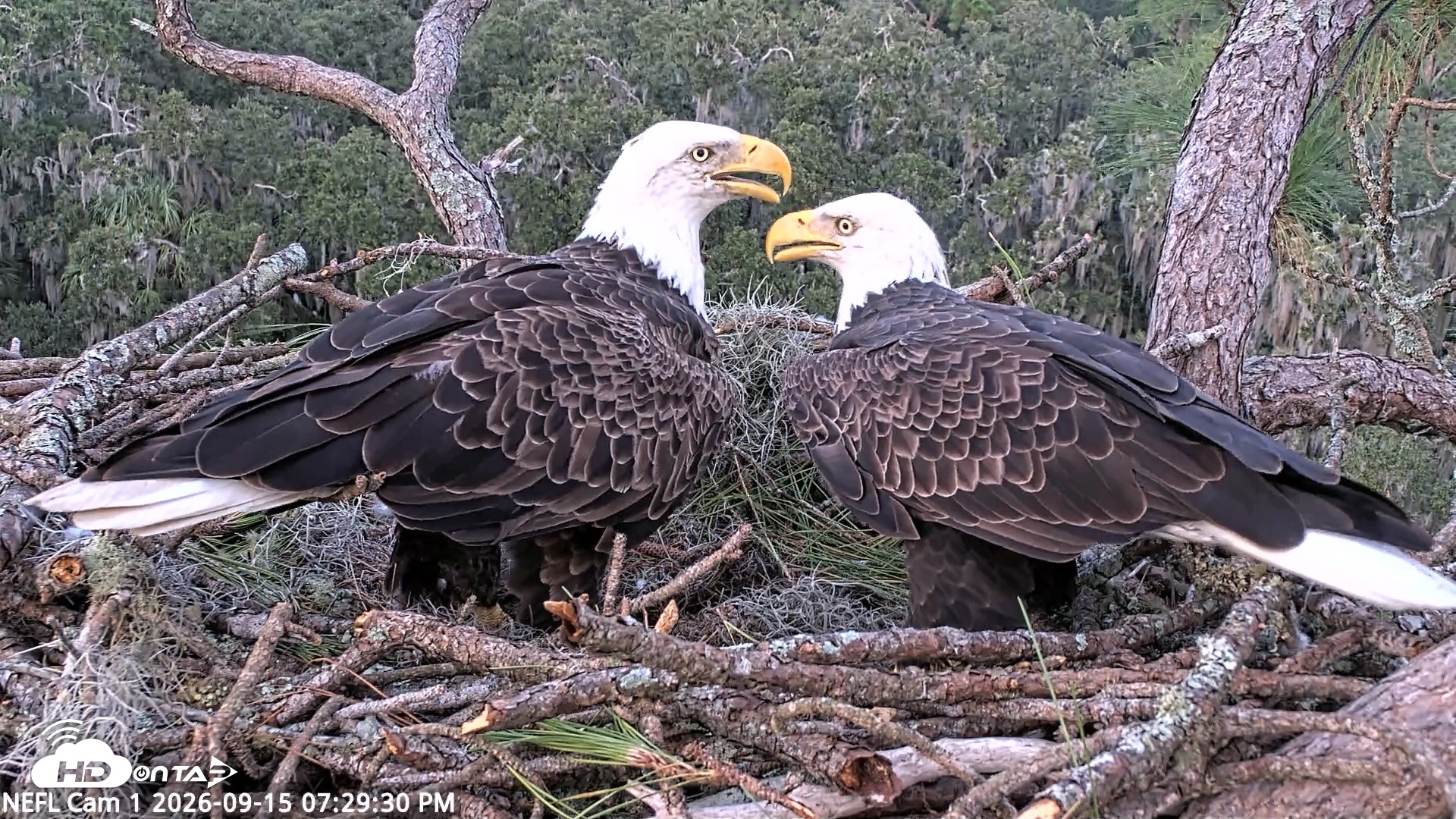 Snapshot of NE Florida Eagles Live Webcam taken Sep 15, 2026, 7:30pm EDT