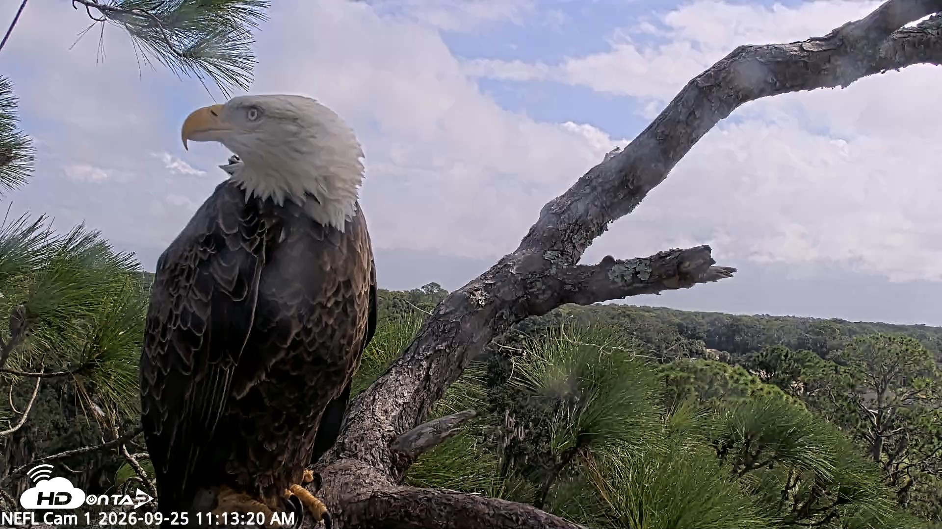 Snapshot of NE Florida Eagles Live Webcam taken Sep 25, 2026, 11:14am EDT