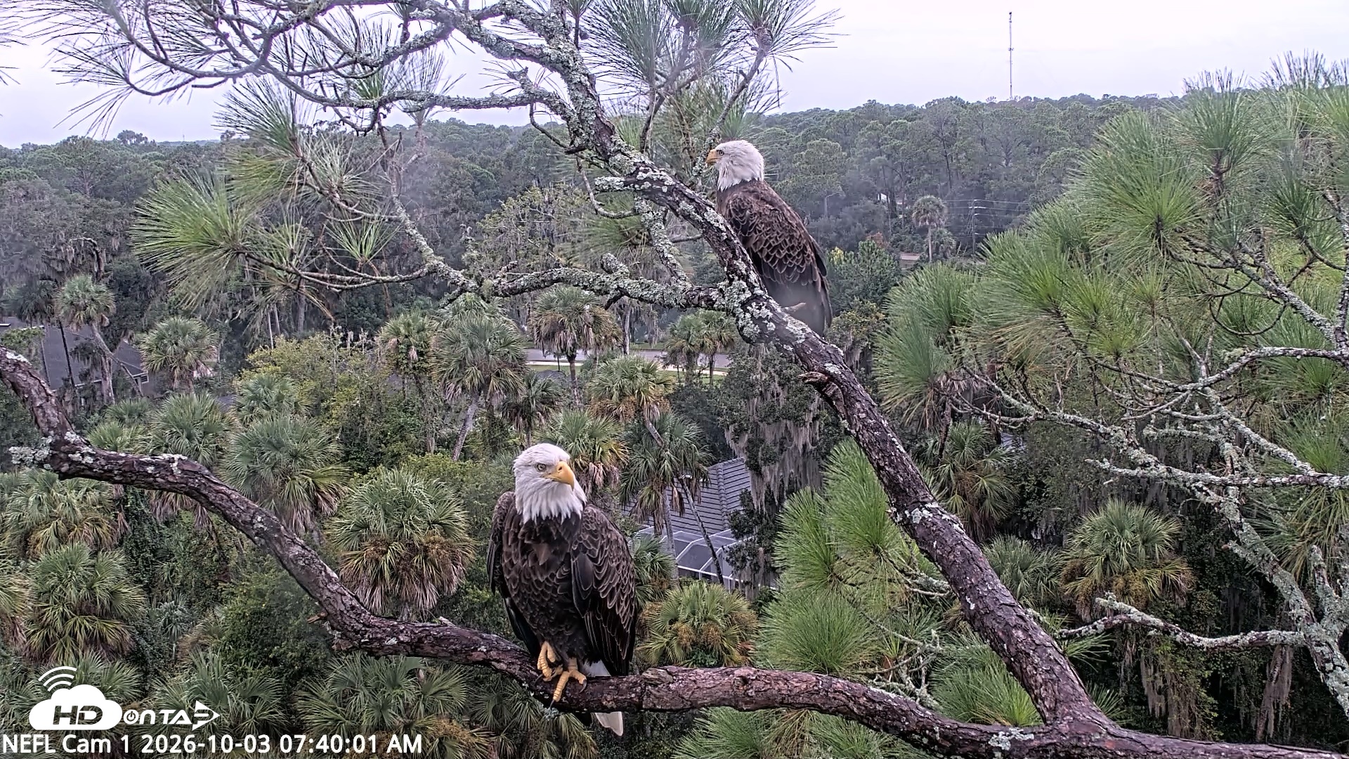 Snapshot of NE Florida Eagles Live Webcam taken Oct 3, 2026, 7:41am EDT