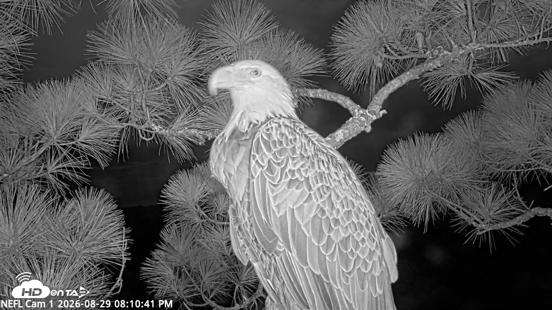 Snapshot of NE Florida Eagles Live Webcam taken Aug 29, 2026, 8:11pm EDT
