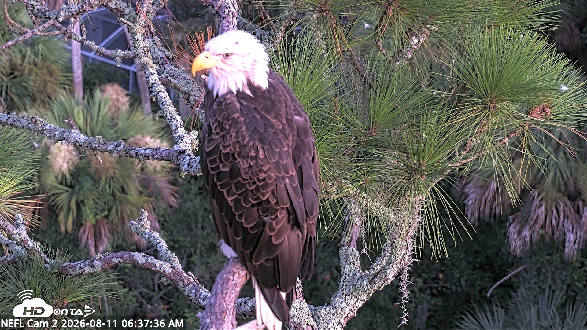 Snapshot of NE Florida Eagles Live Webcam taken Aug 11, 2026, 6:38am EDT