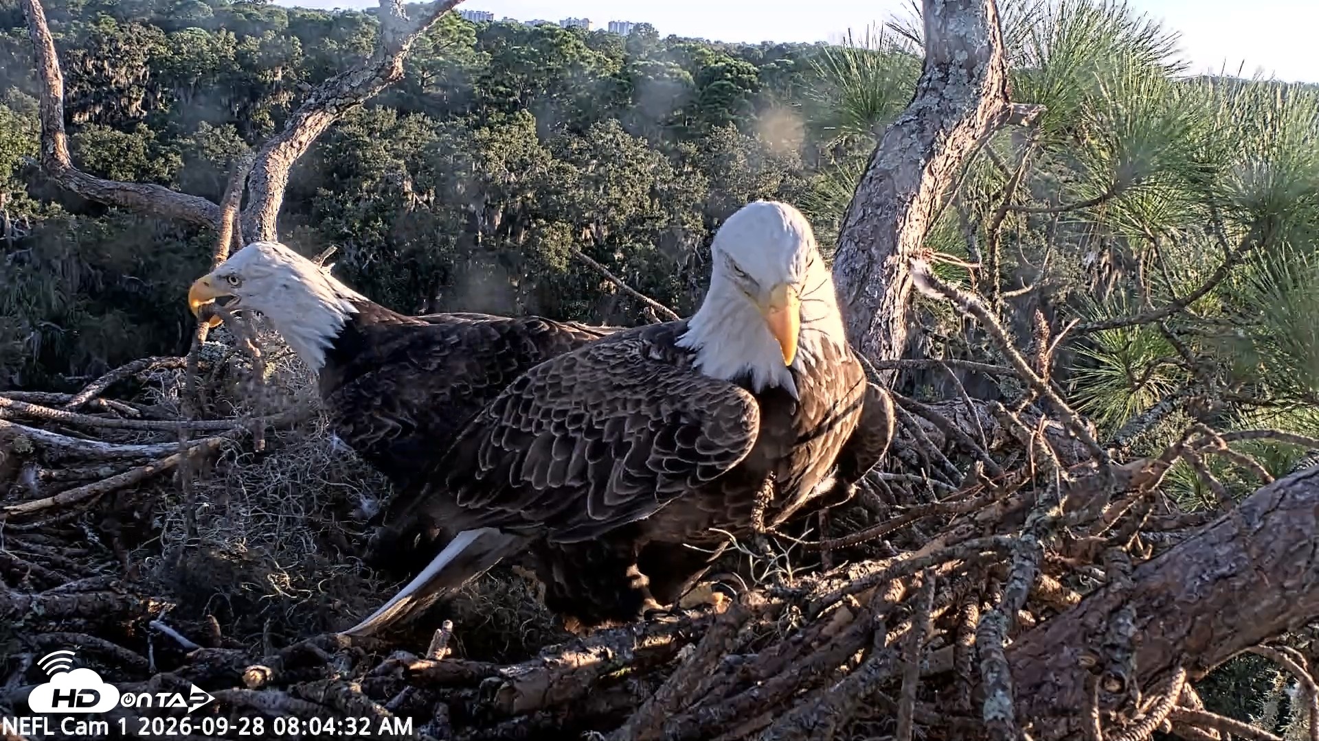 Snapshot of NE Florida Eagles Live Webcam taken Sep 28, 2026, 8:05am EDT