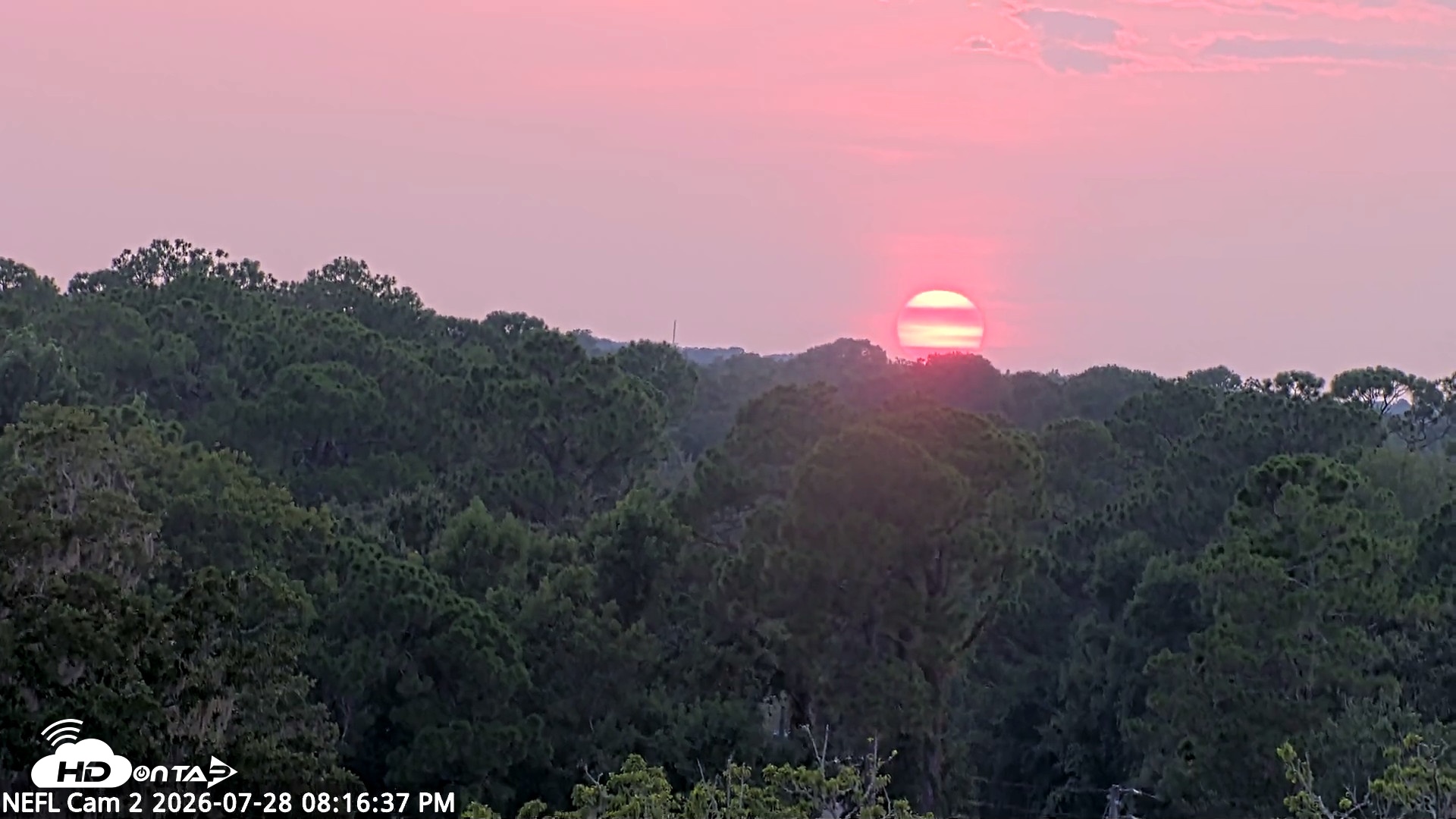 Snapshot of NE Florida Eagles Live Webcam taken Jul 28, 2026, 8:17pm EDT