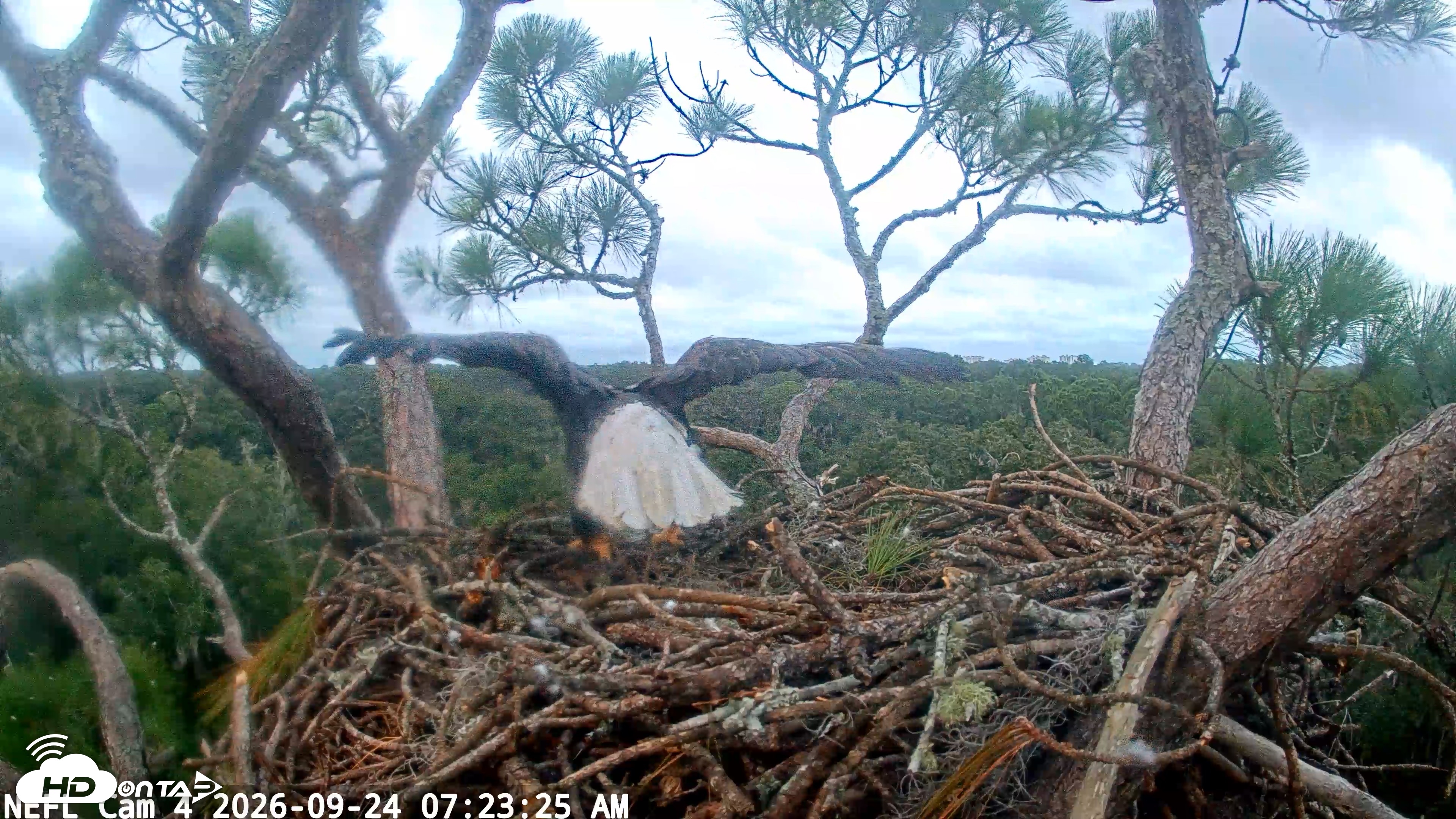 Snapshot of NE Florida Eagles Live Webcam taken Sep 24, 2026, 7:24am EDT