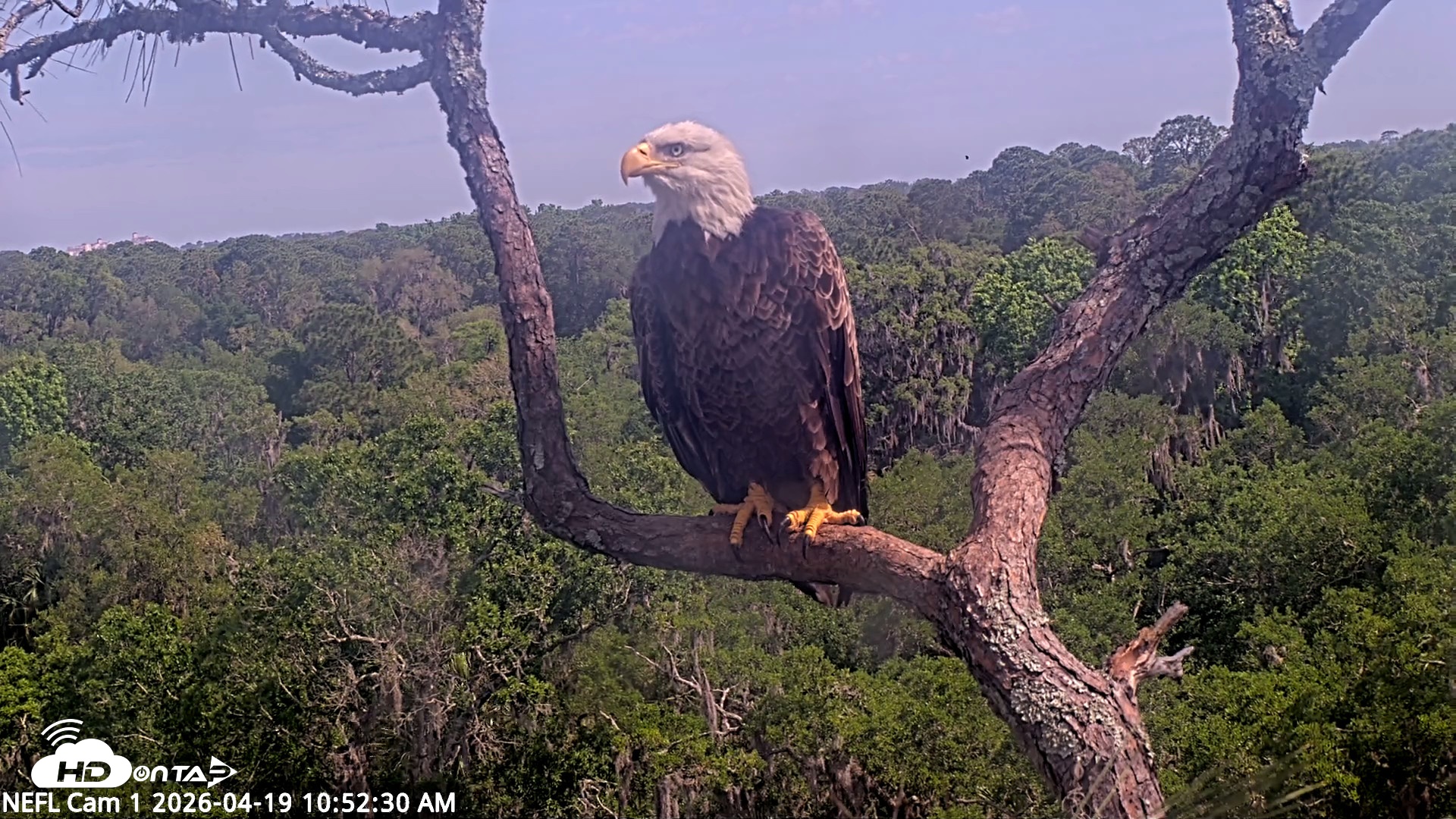 Snapshot of NE Florida Eagles Live Webcam taken Apr 19, 2026, 10:53am EDT