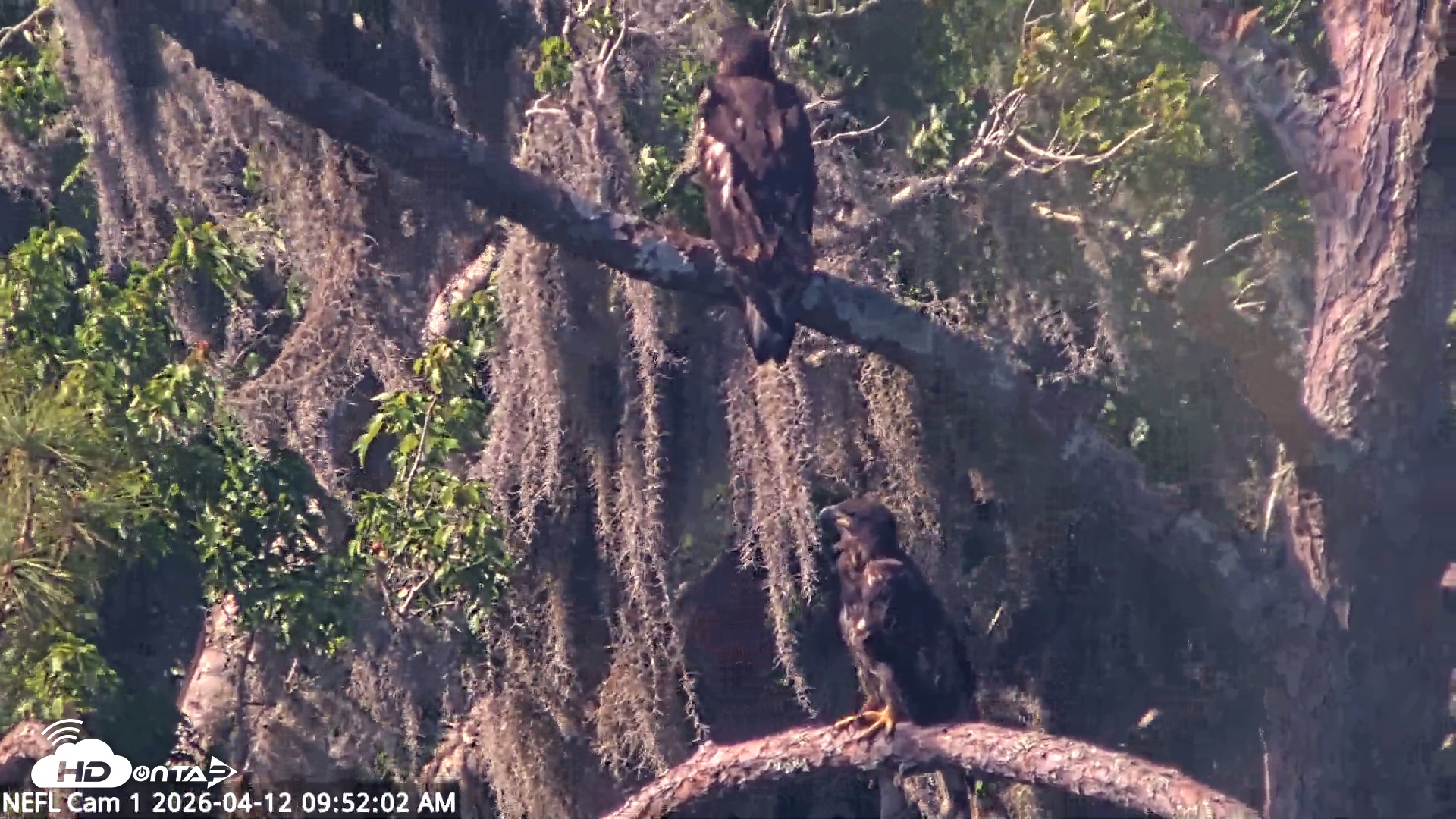 Snapshot of NE Florida Eagles Live Webcam taken Apr 12, 2026, 9:53am EDT