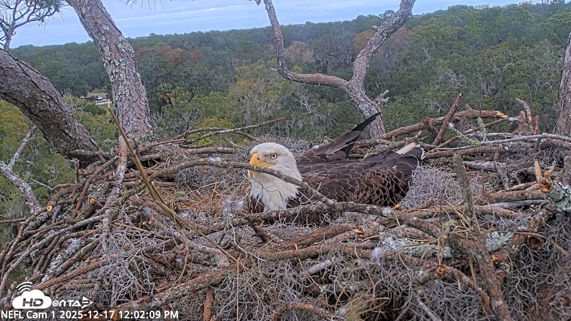 Snapshot of NE Florida Eagles Live Webcam taken Dec 17, 2025, 12:03pm EST