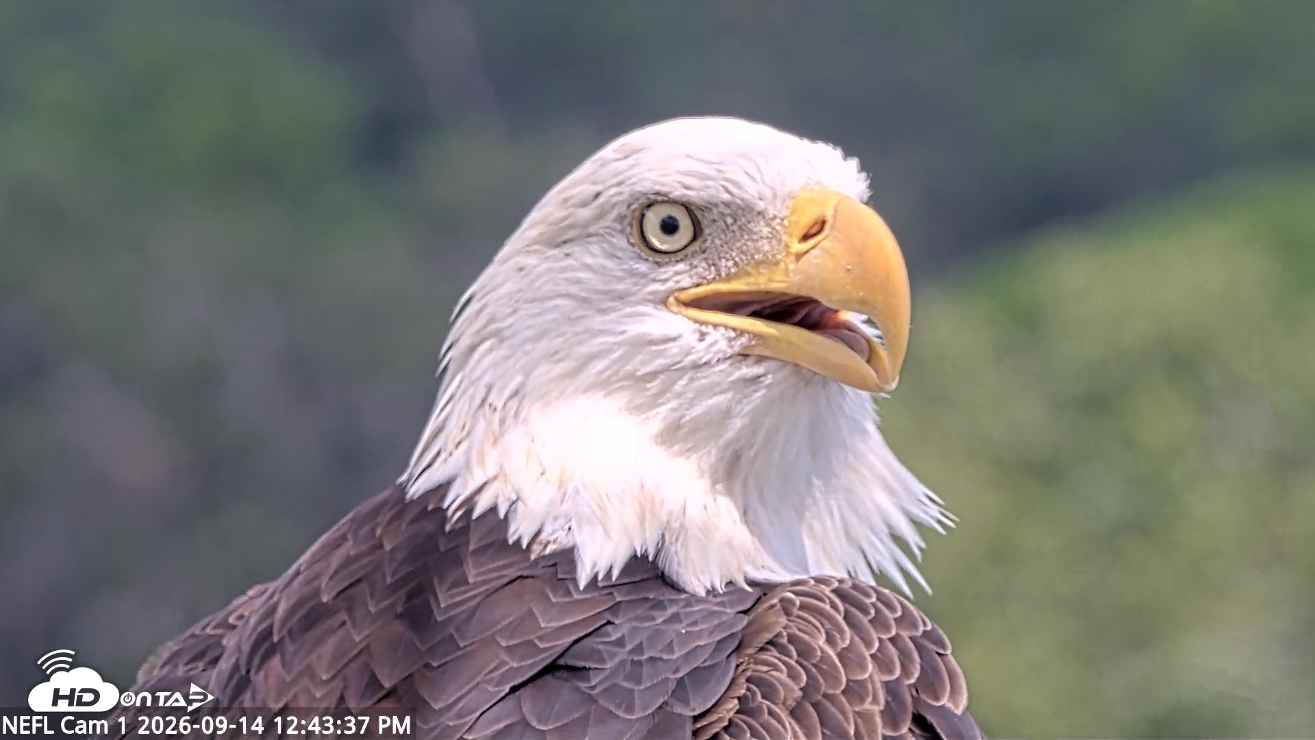 Snapshot of NE Florida Eagles Live Webcam taken Sep 14, 2026, 12:44pm EDT