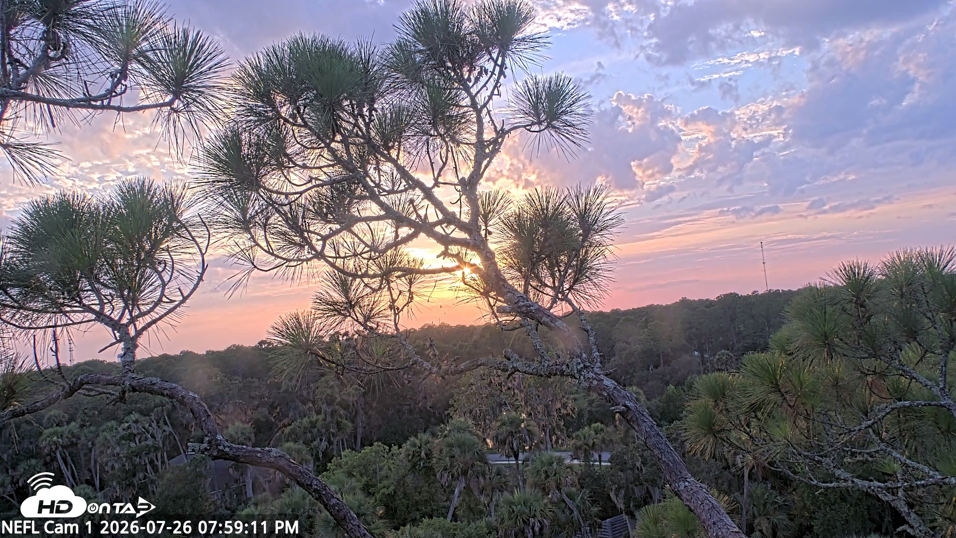 Snapshot of NE Florida Eagles Live Webcam taken Jul 26, 2026, 8:00pm EDT