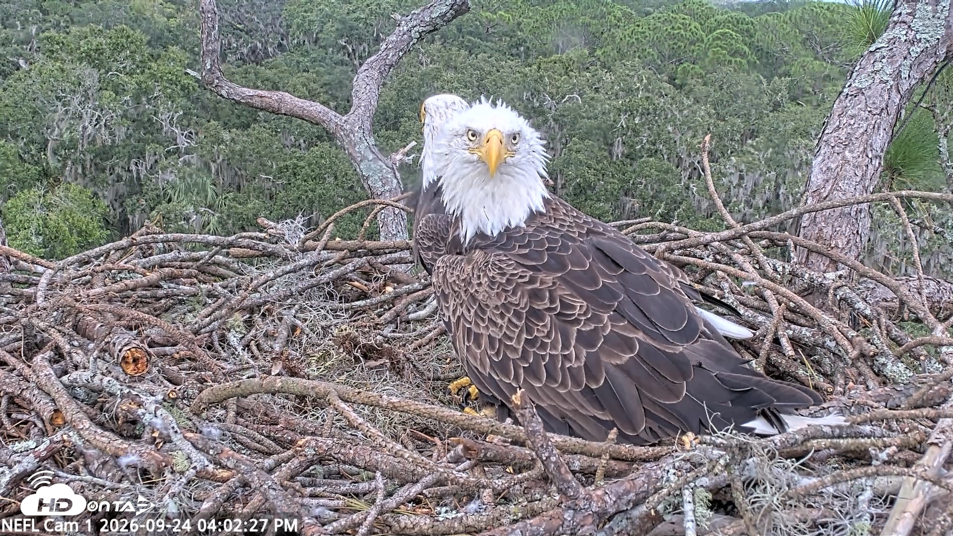 Snapshot of NE Florida Eagles Live Webcam taken Sep 24, 2026, 4:03pm EDT