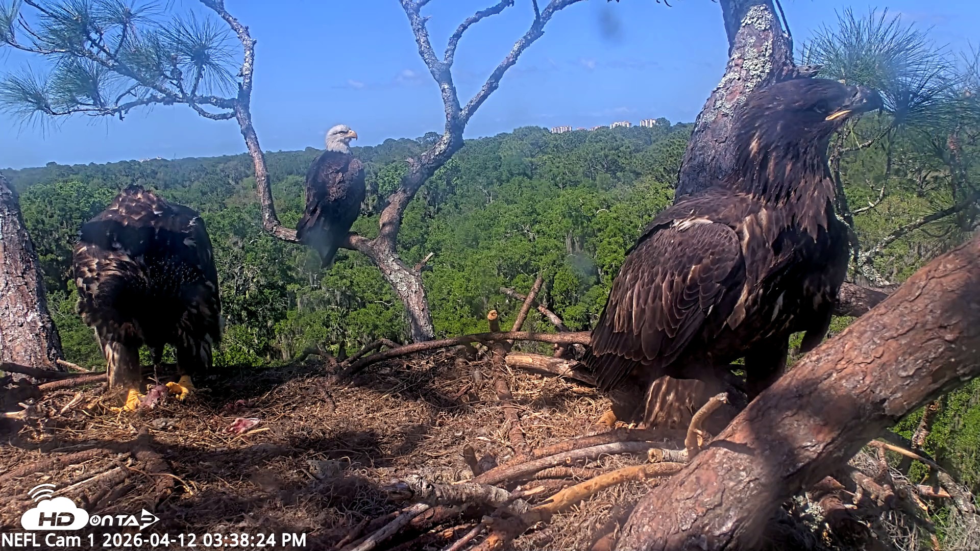 Snapshot of NE Florida Eagles Live Webcam taken Apr 12, 2026, 3:39pm EDT
