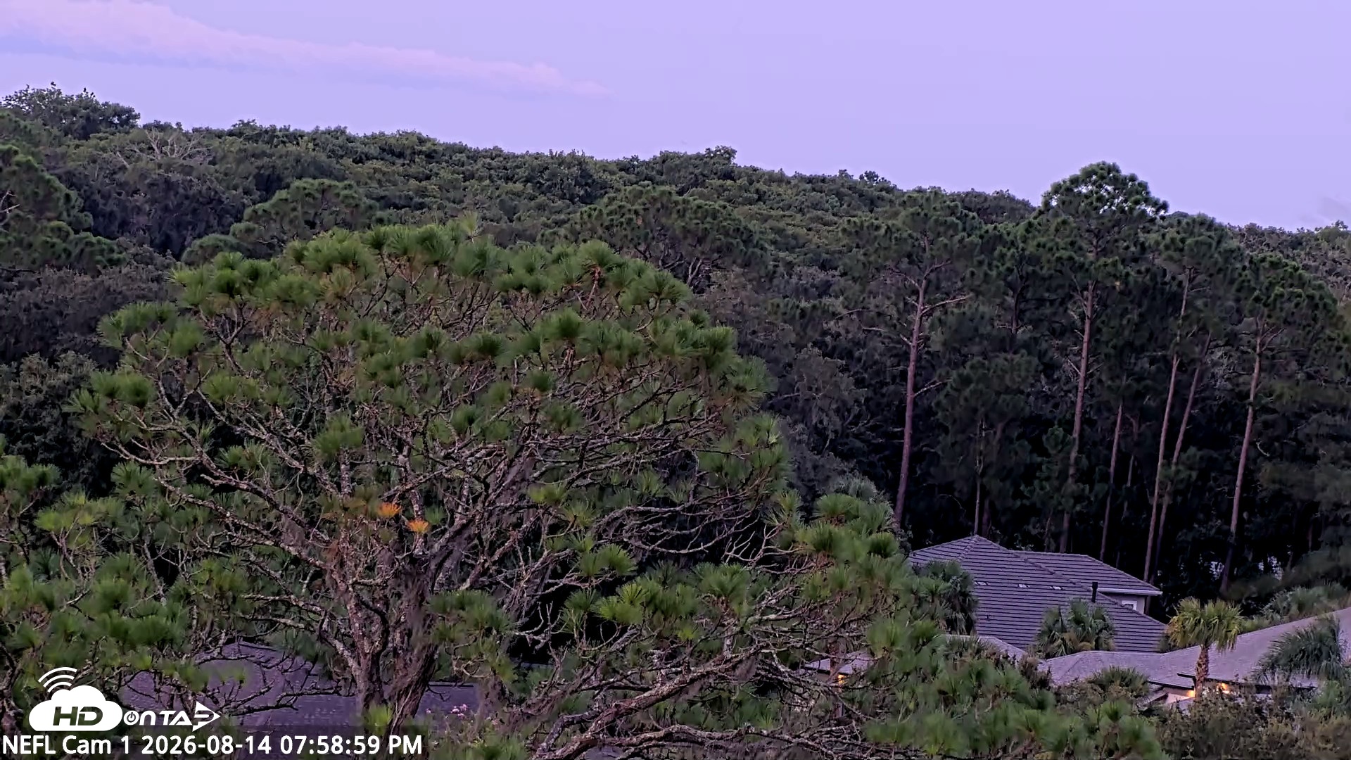 Snapshot of NE Florida Eagles Live Webcam taken Aug 14, 2026, 8:00pm EDT