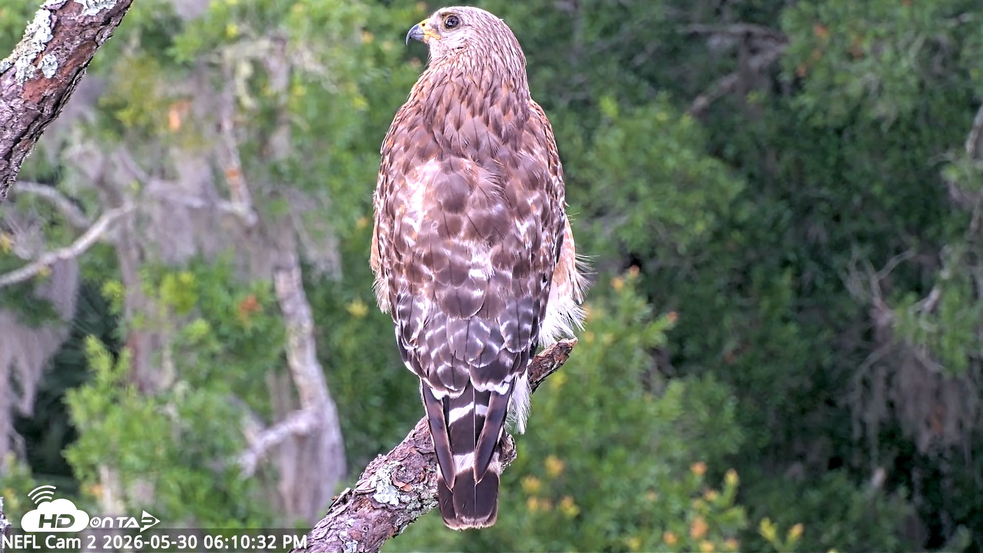 Snapshot of NE Florida Eagles Live Webcam taken May 30, 2026, 6:11pm EDT
