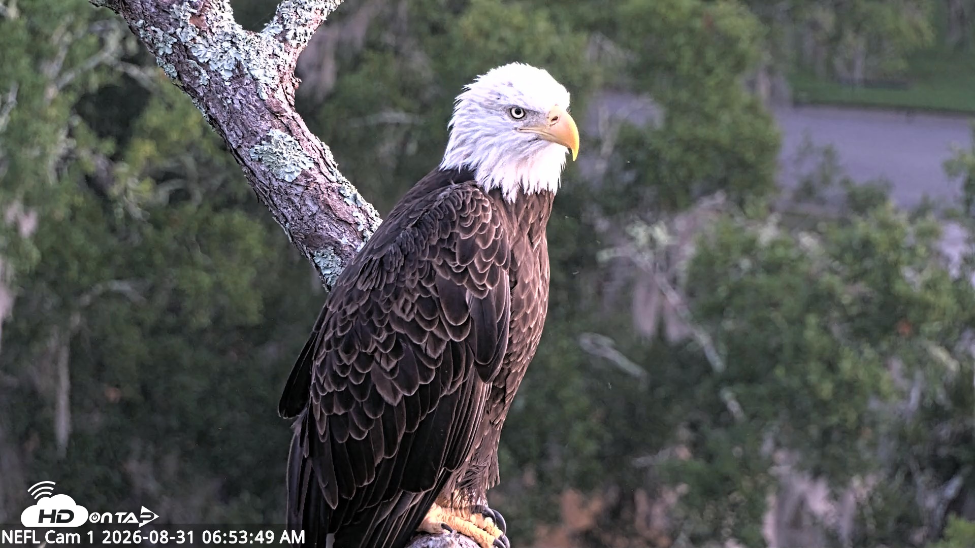 Snapshot of NE Florida Eagles Live Webcam taken Aug 31, 2026, 6:54am EDT