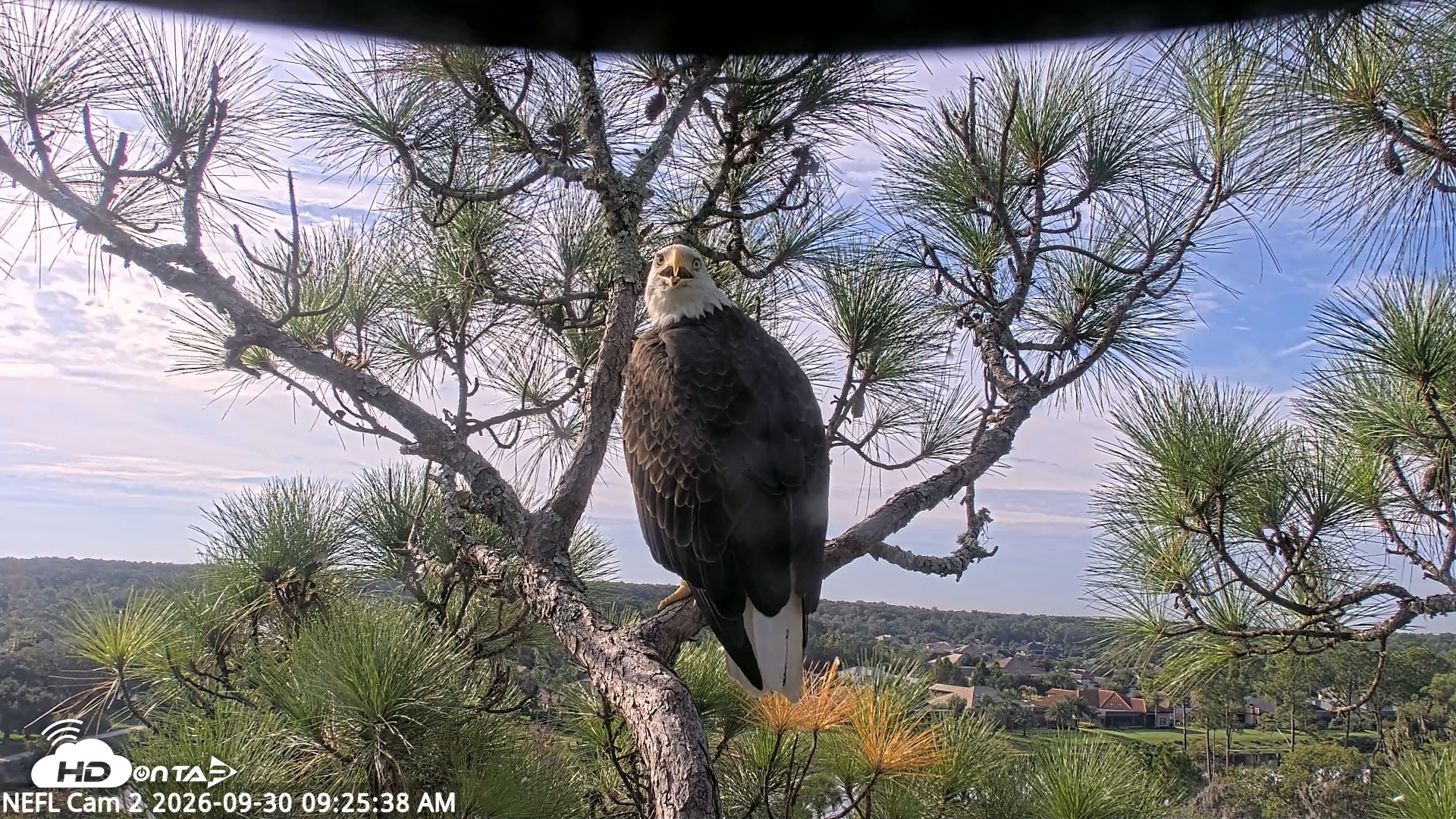 Snapshot of NE Florida Eagles Live Webcam taken Sep 30, 2026, 9:26am EDT