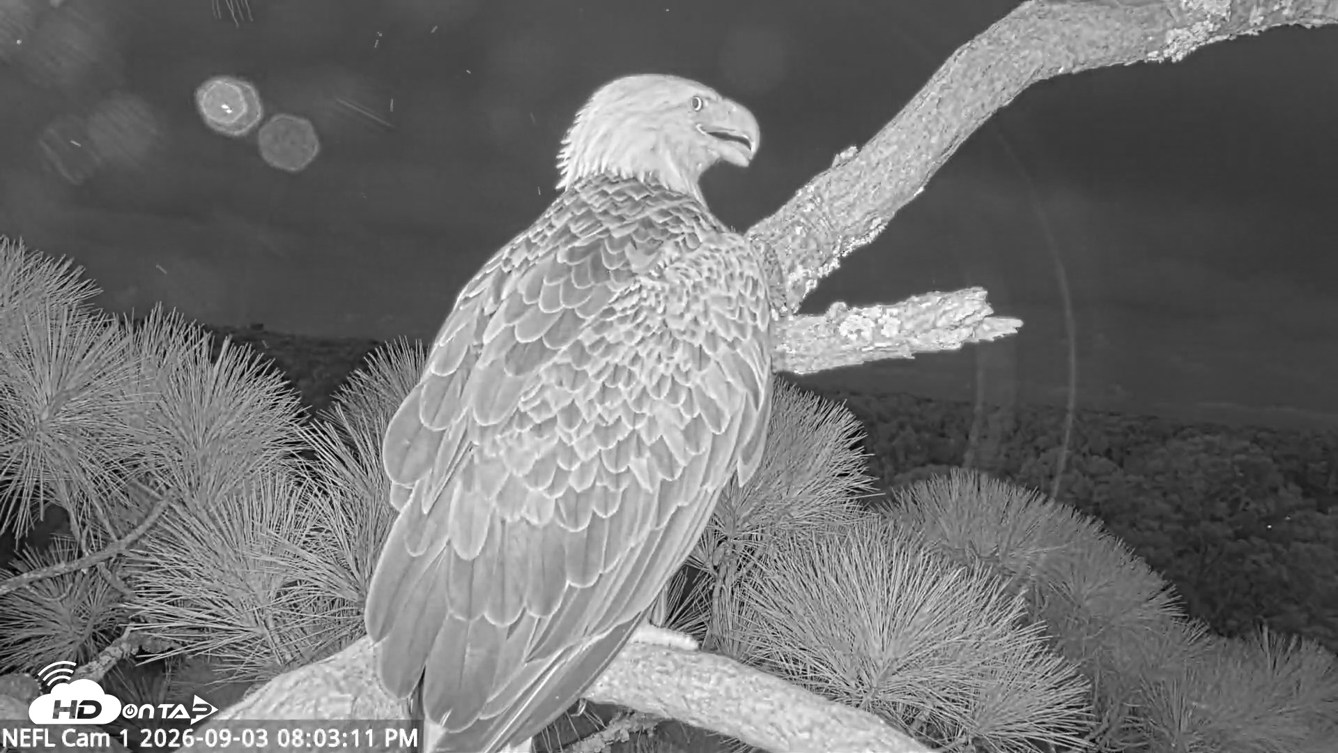Snapshot of NE Florida Eagles Live Webcam taken Sep 3, 2026, 8:04pm EDT