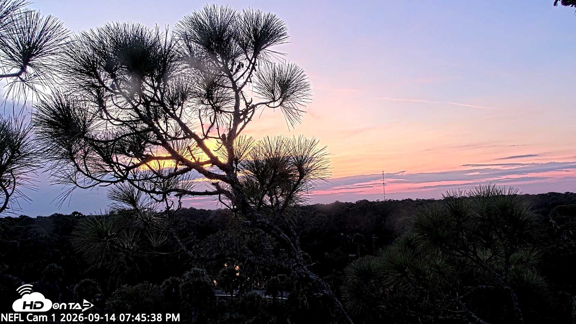 Snapshot of NE Florida Eagles Live Webcam taken Sep 14, 2026, 7:46pm EDT