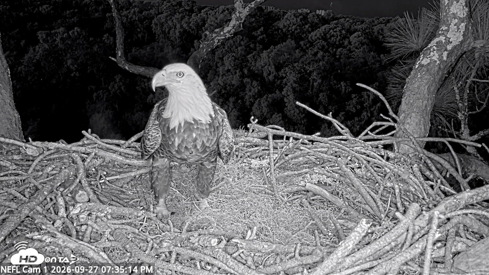 Snapshot of NE Florida Eagles Live Webcam taken Sep 27, 2026, 7:36pm EDT