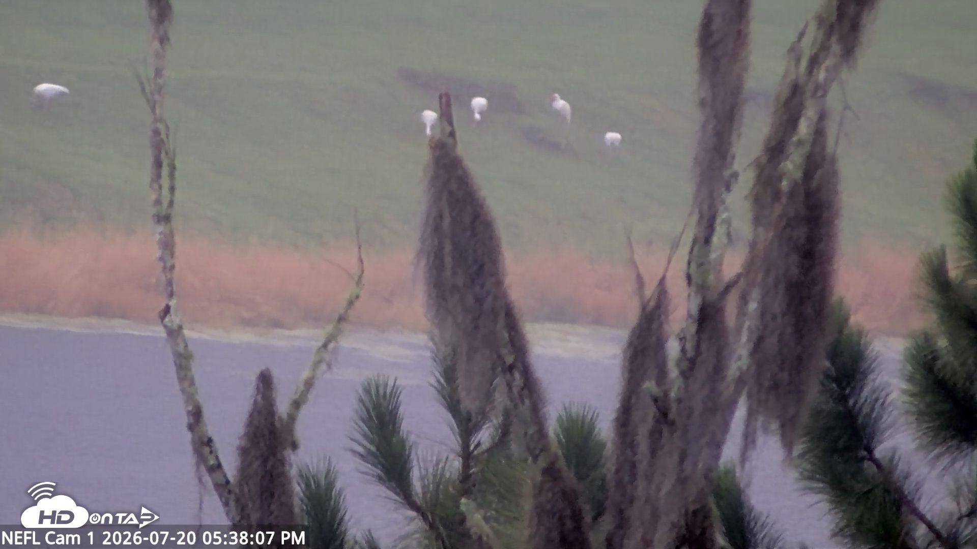 Snapshot of NE Florida Eagles Live Webcam taken Jul 20, 2026, 5:39pm EDT
