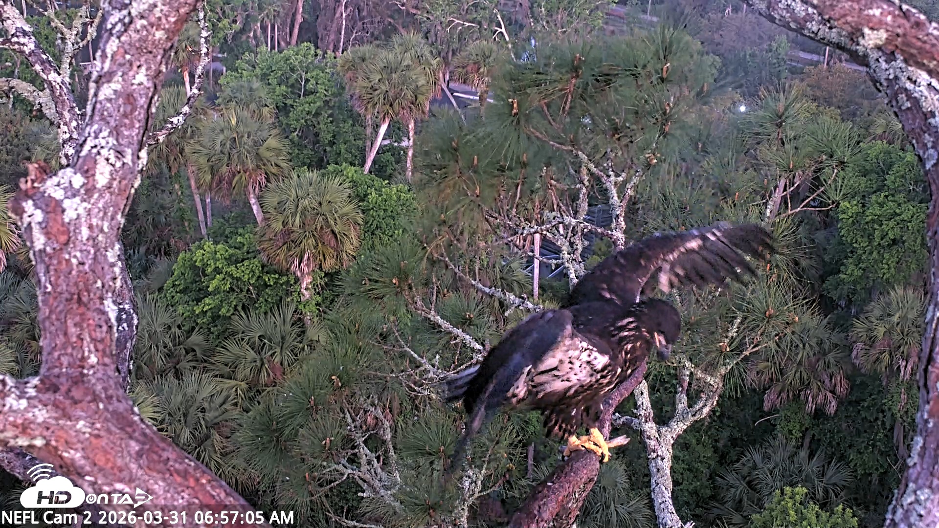 Snapshot of NE Florida Eagles Live Webcam taken Mar 31, 2026, 6:57am EDT