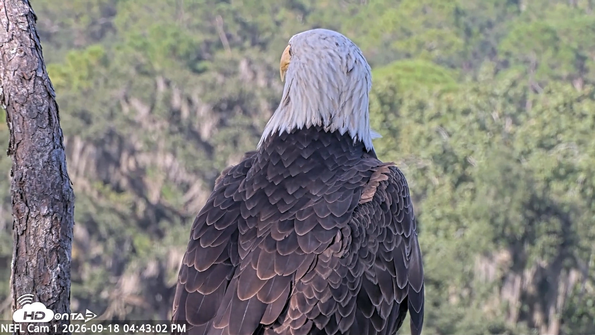 Snapshot of NE Florida Eagles Live Webcam taken Sep 18, 2026, 4:43pm EDT
