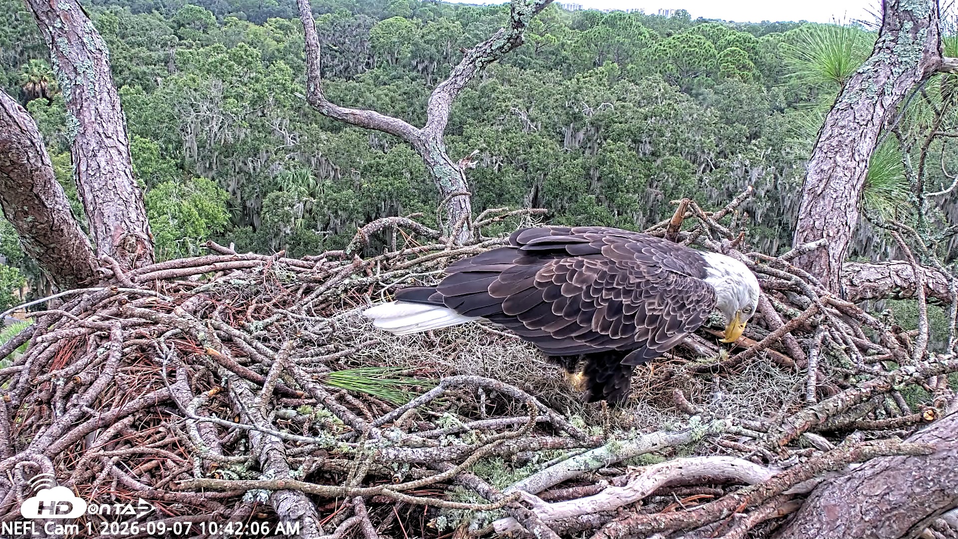 Snapshot of NE Florida Eagles Live Webcam taken Sep 7, 2026, 10:48am EDT
