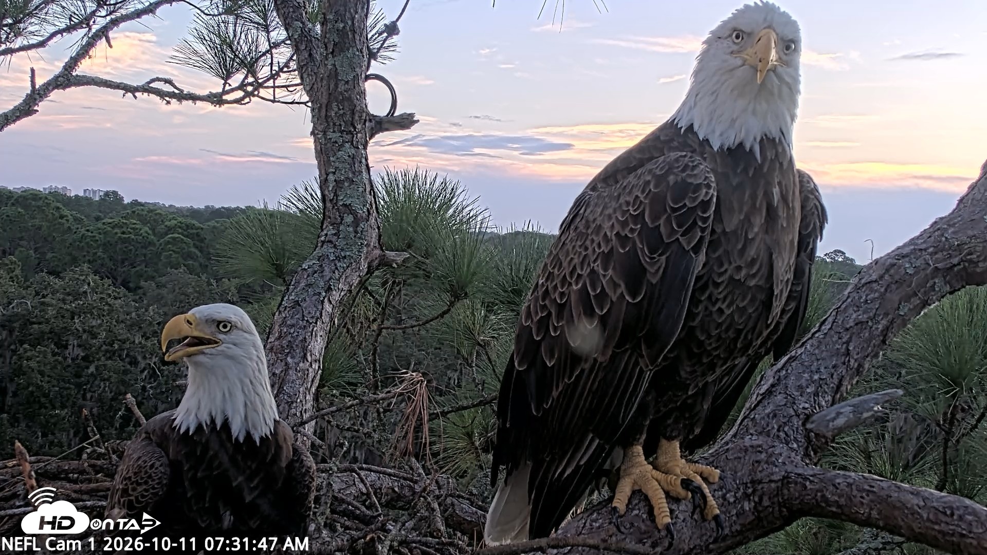 Snapshot of NE Florida Eagles Live Webcam taken Oct 11, 2026, 7:33am EDT