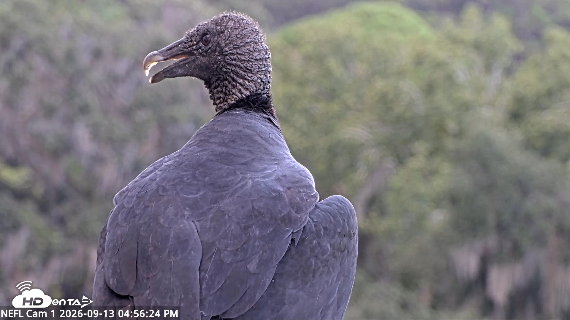 Snapshot of NE Florida Eagles Live Webcam taken Sep 13, 2026, 4:57pm EDT