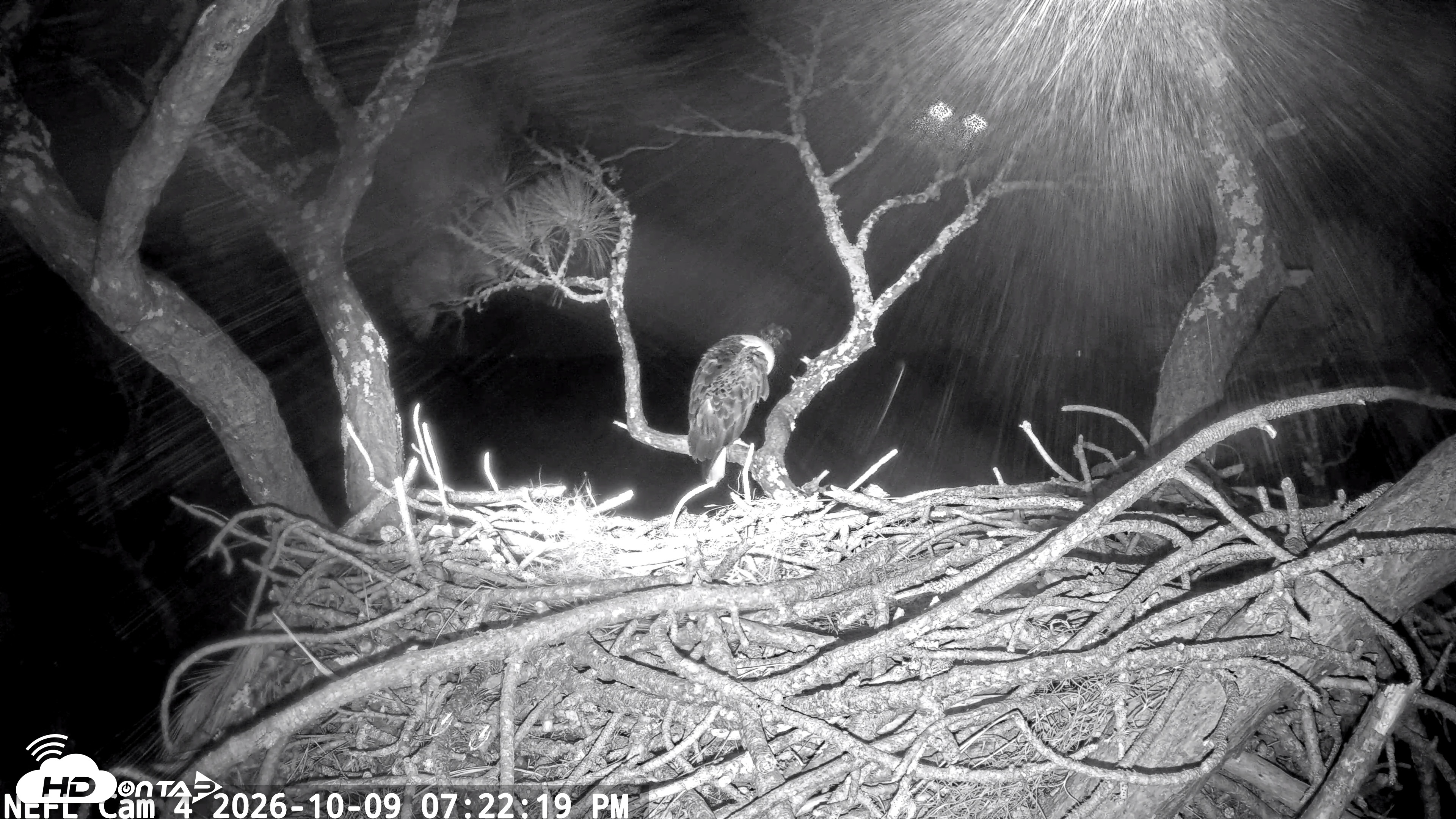 Snapshot of NE Florida Eagles Live Webcam taken Oct 9, 2026, 7:23pm EDT