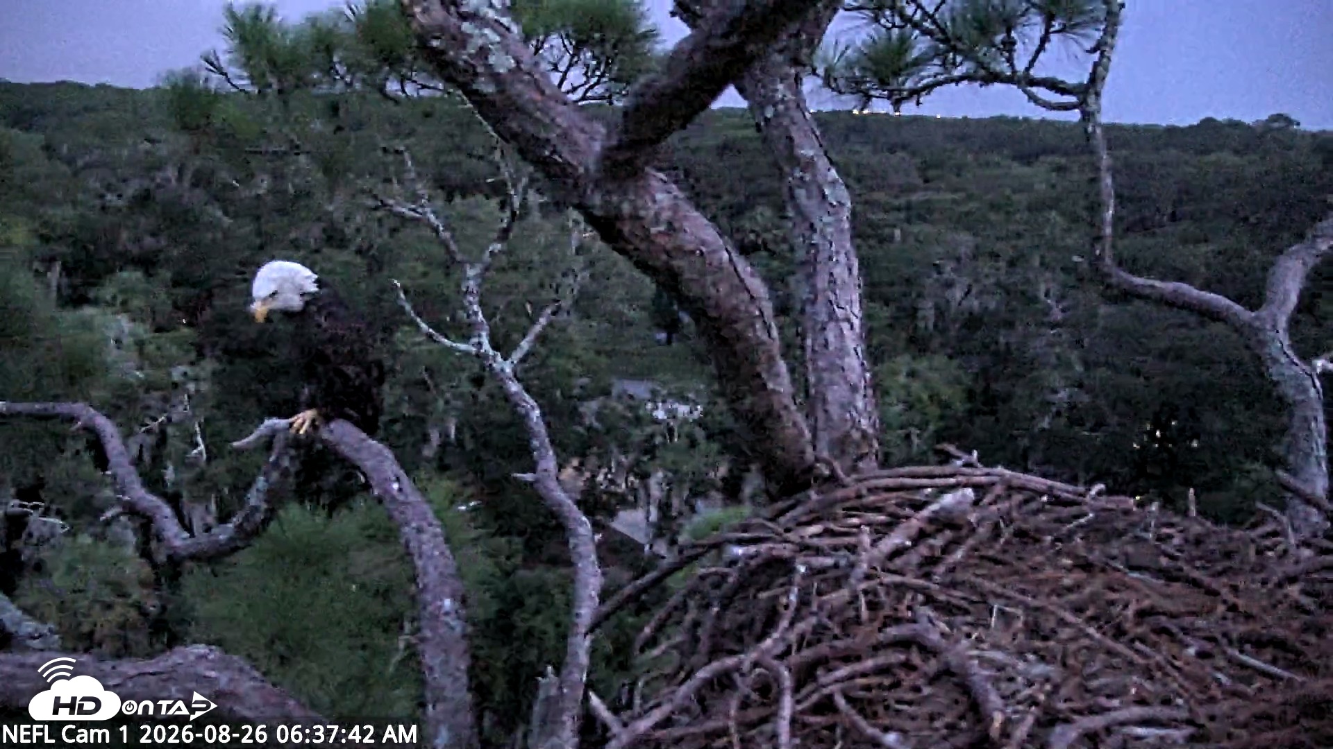 Snapshot of NE Florida Eagles Live Webcam taken Aug 26, 2026, 6:39am EDT