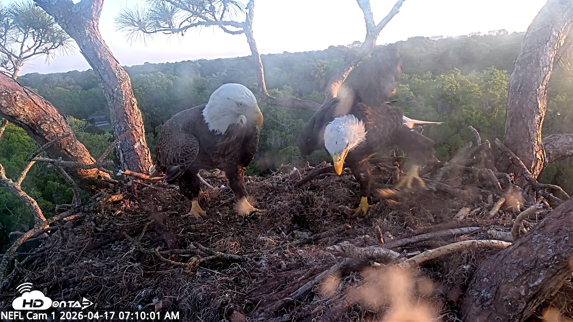 Snapshot of NE Florida Eagles Live Webcam taken Apr 17, 2026, 7:10am EDT
