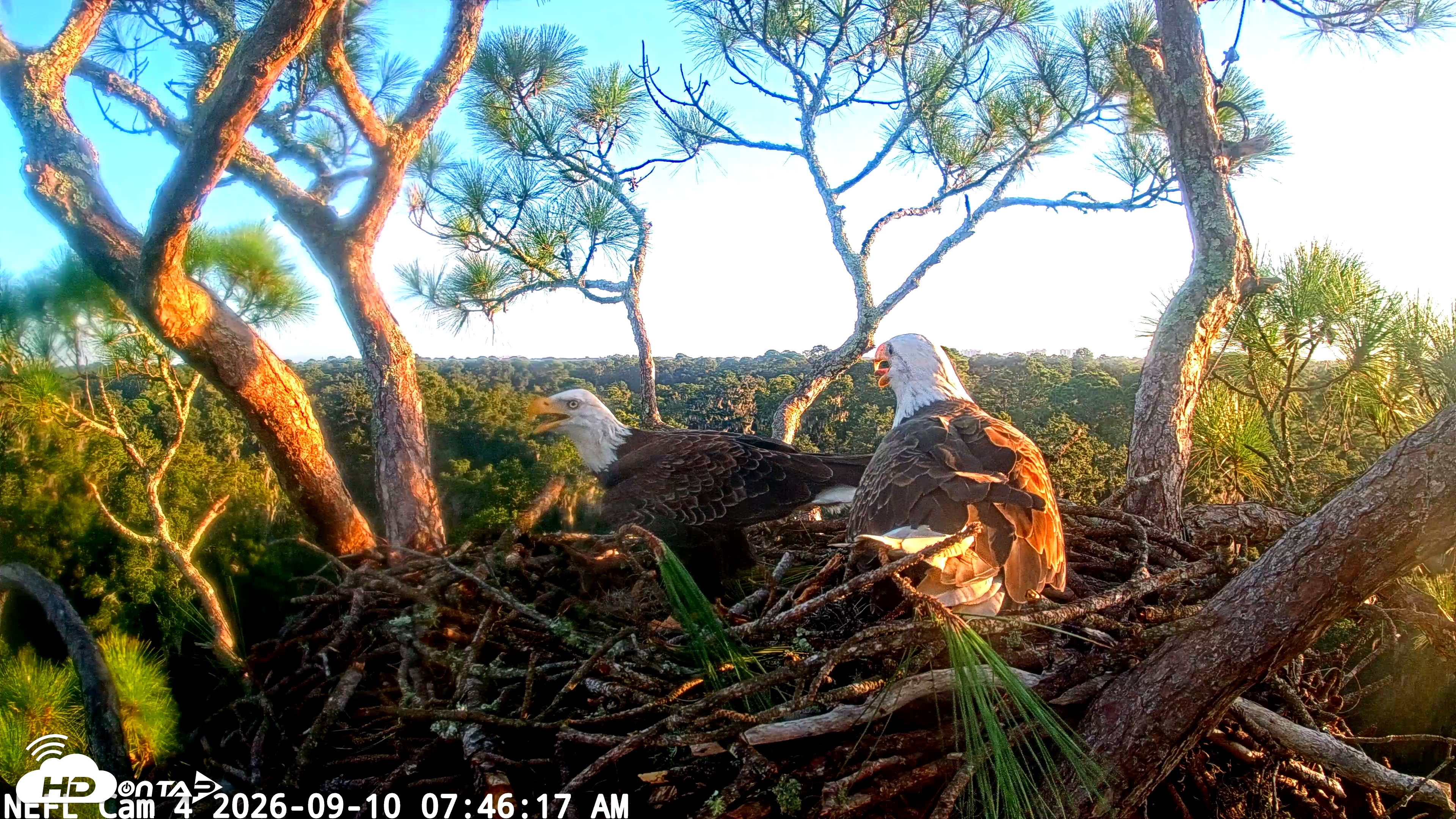 Snapshot of NE Florida Eagles Live Webcam taken Sep 10, 2026, 7:47am EDT