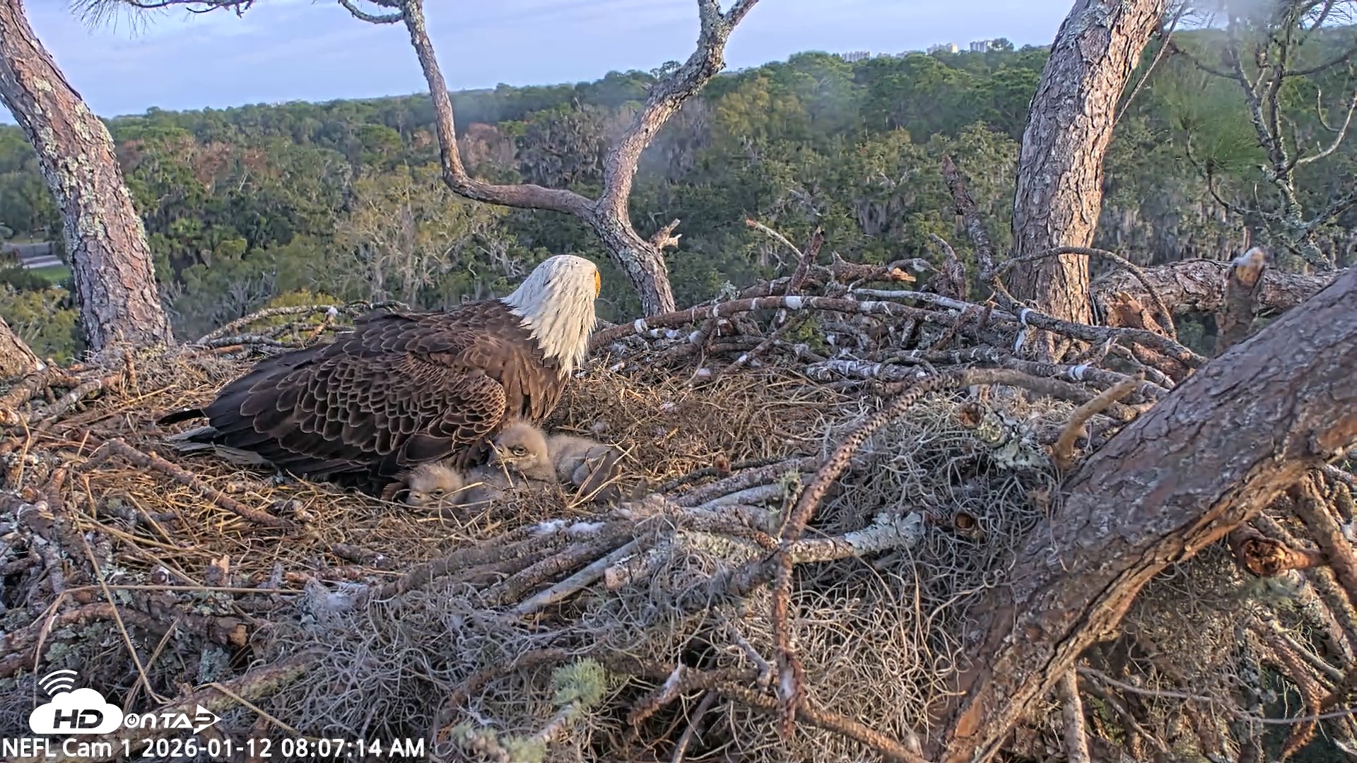 Snapshot of NE Florida Eagles Live Webcam taken Jan 12, 2026, 8:08am EST