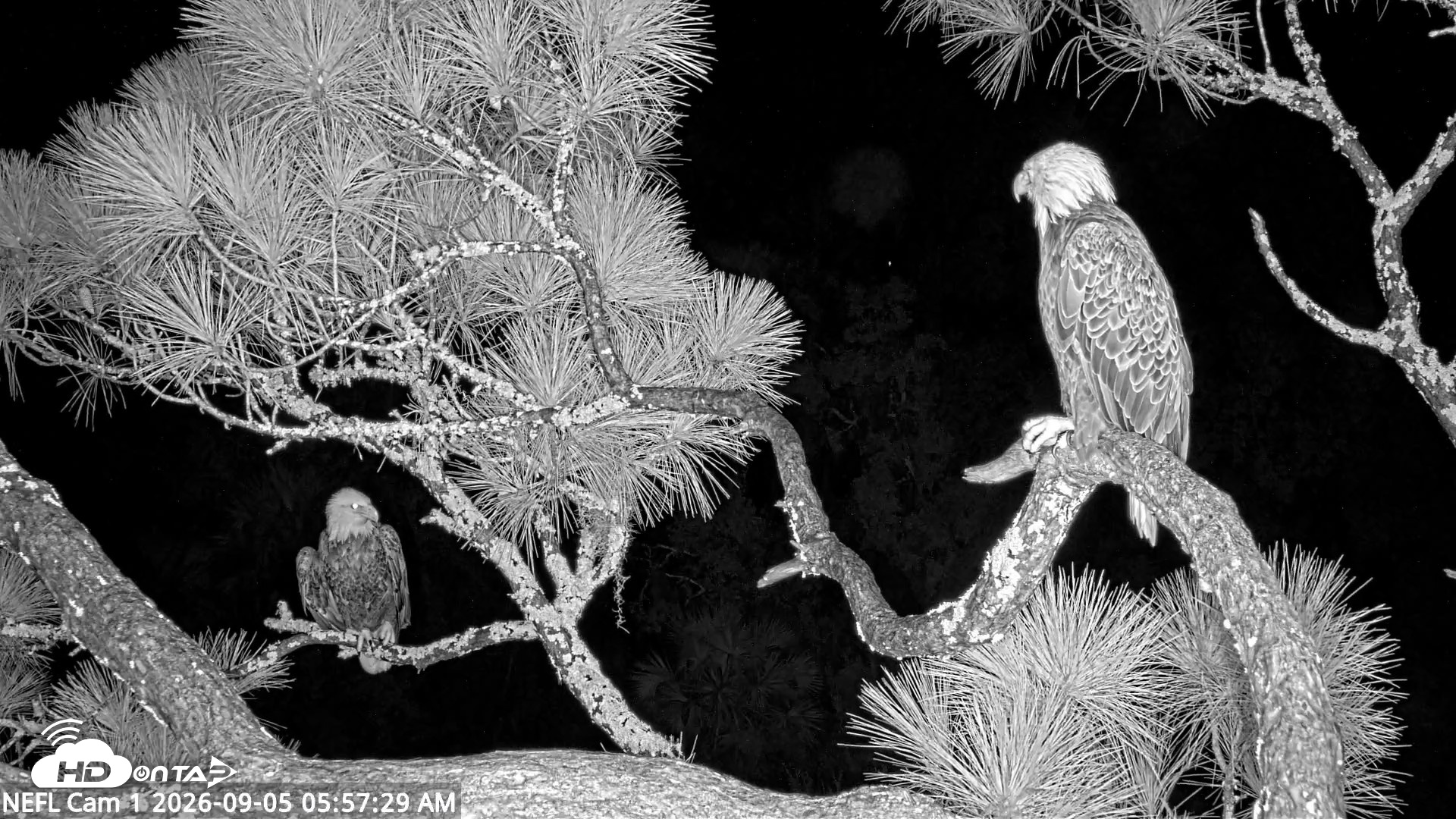 Snapshot of NE Florida Eagles Live Webcam taken Sep 5, 2026, 5:58am EDT