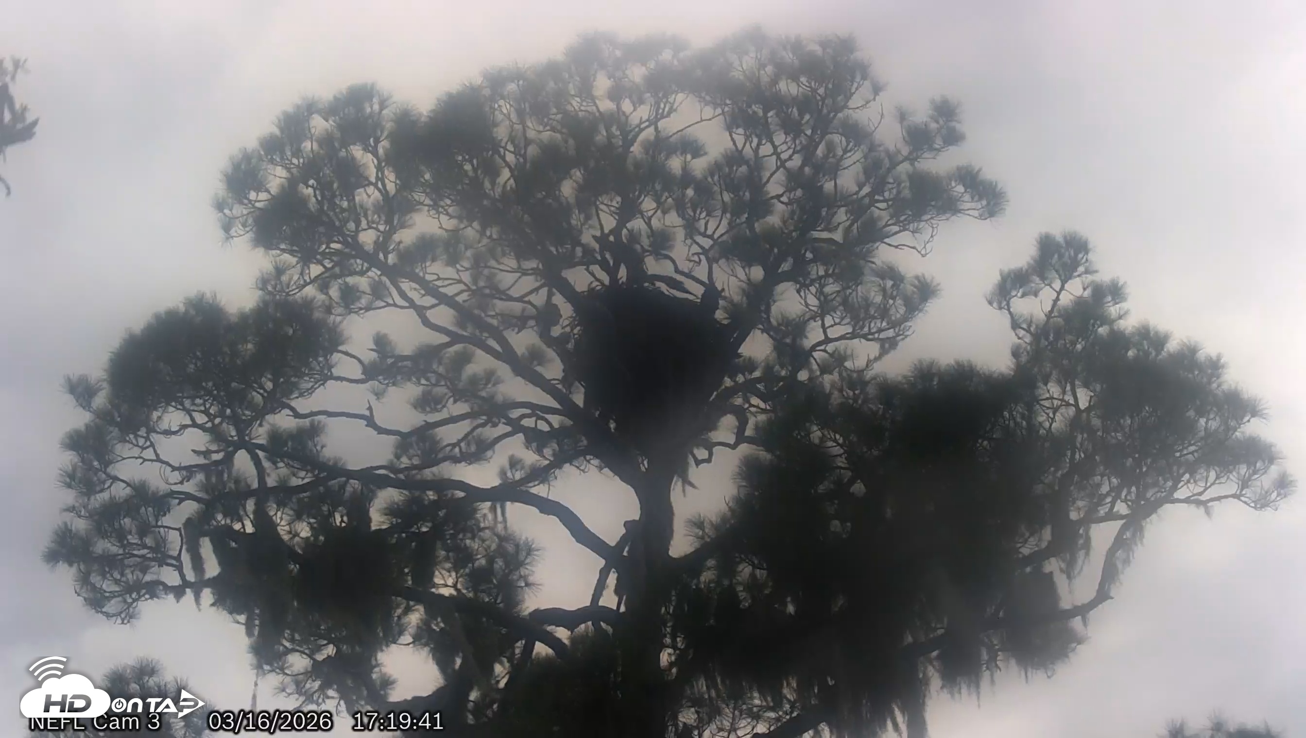 Snapshot of NE Florida Eagles Live Webcam taken Mar 16, 2026, 5:20pm EDT