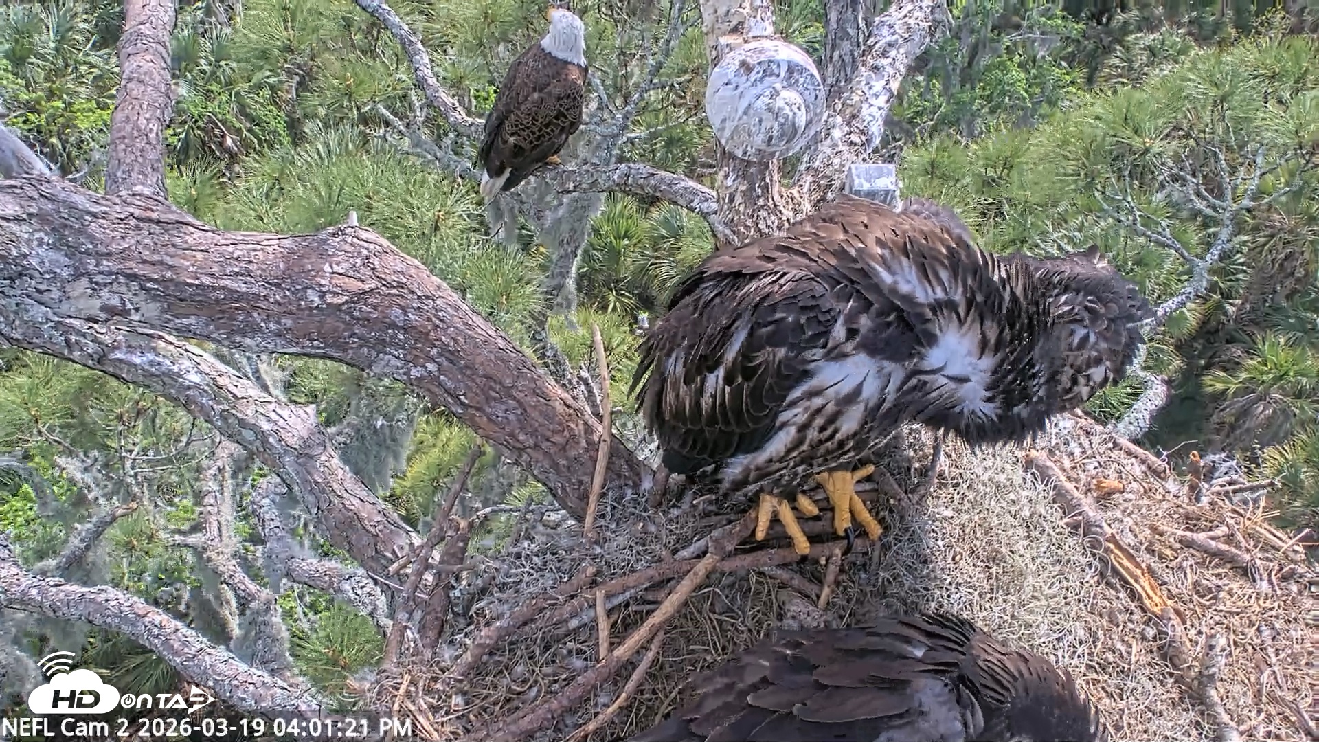 Snapshot of NE Florida Eagles Live Webcam taken Mar 19, 2026, 4:02pm EDT