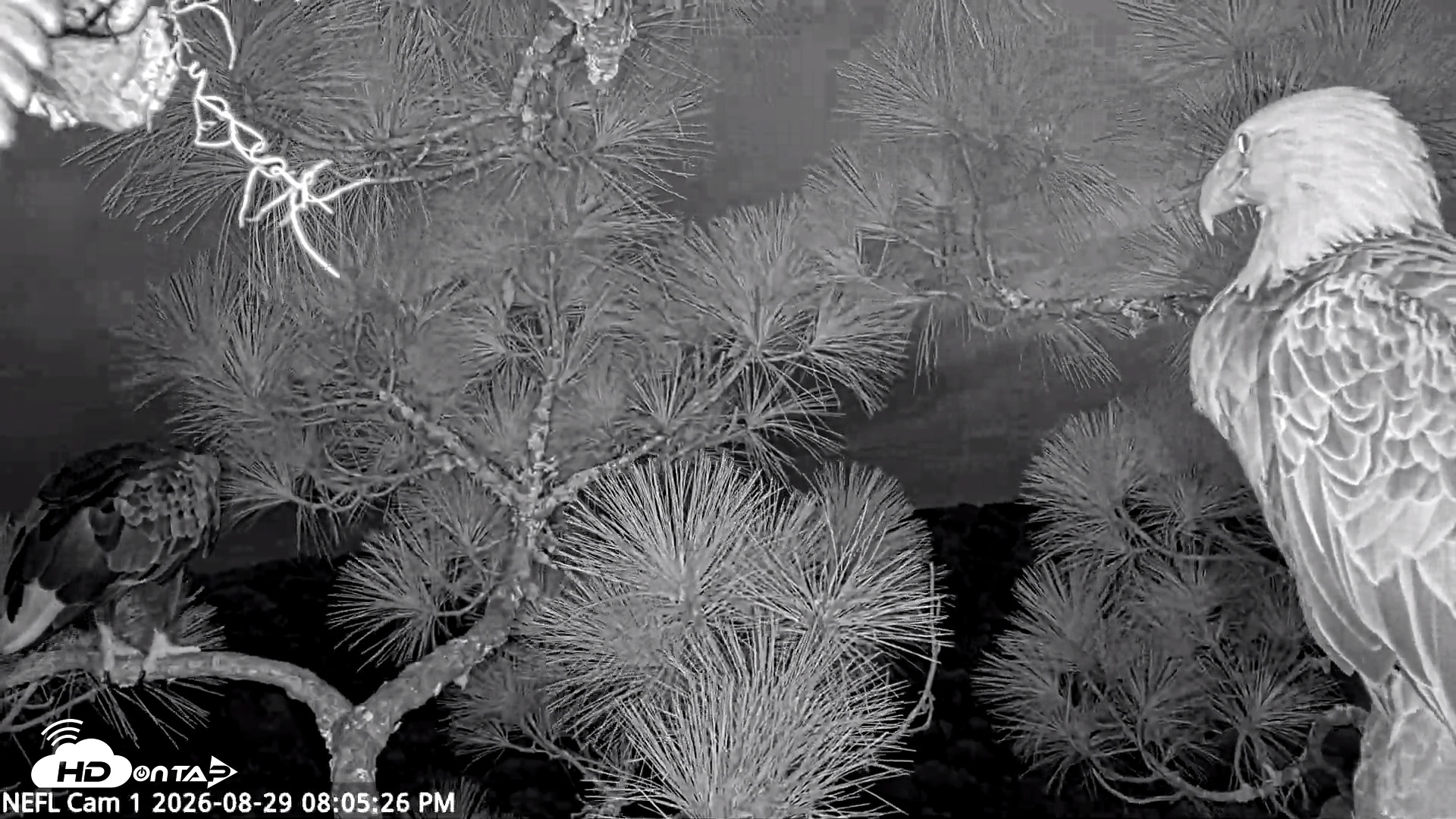 Snapshot of NE Florida Eagles Live Webcam taken Aug 29, 2026, 8:06pm EDT