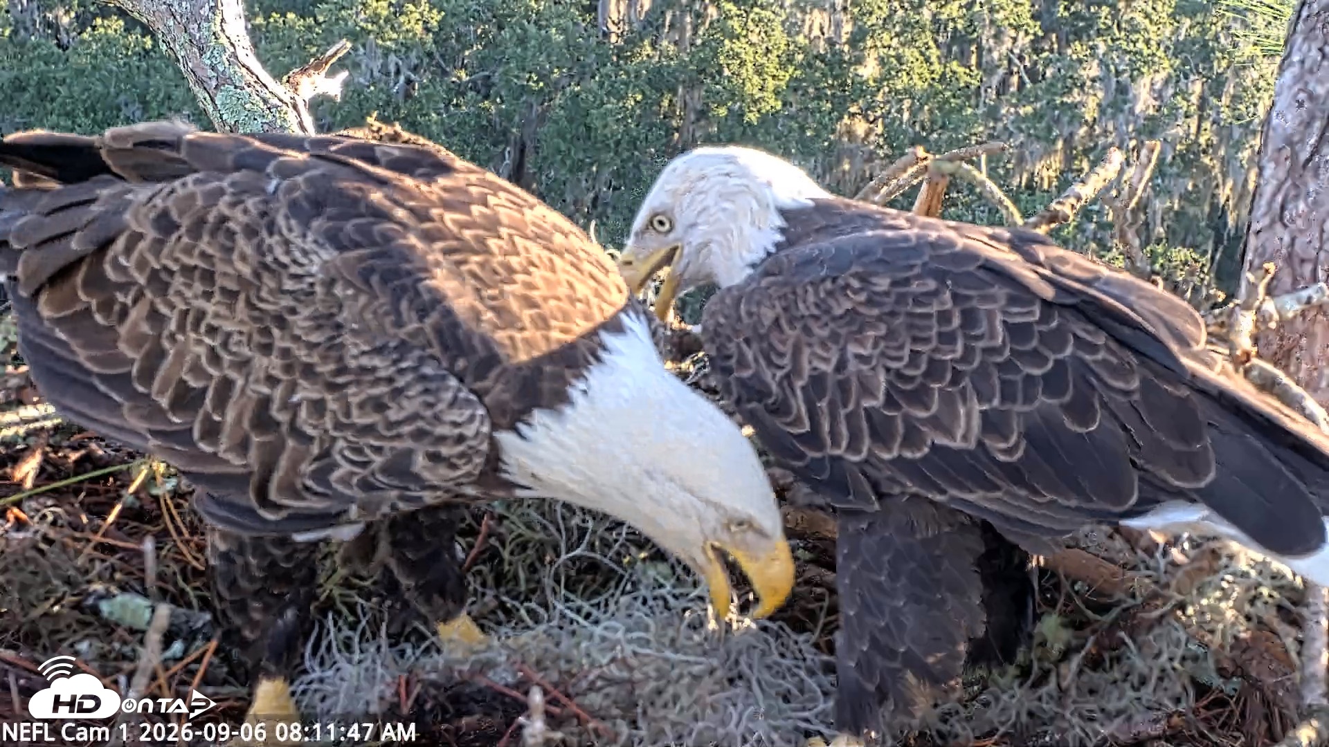 Snapshot of NE Florida Eagles Live Webcam taken Sep 6, 2026, 8:12am EDT