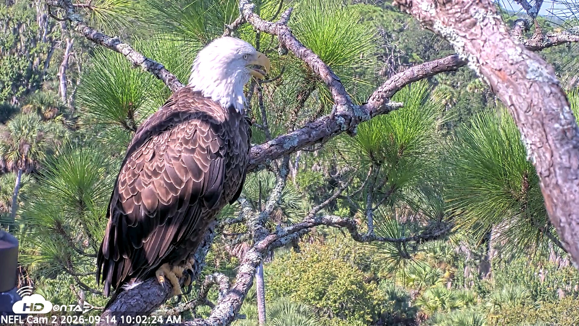 Snapshot of NE Florida Eagles Live Webcam taken Sep 14, 2026, 10:03am EDT