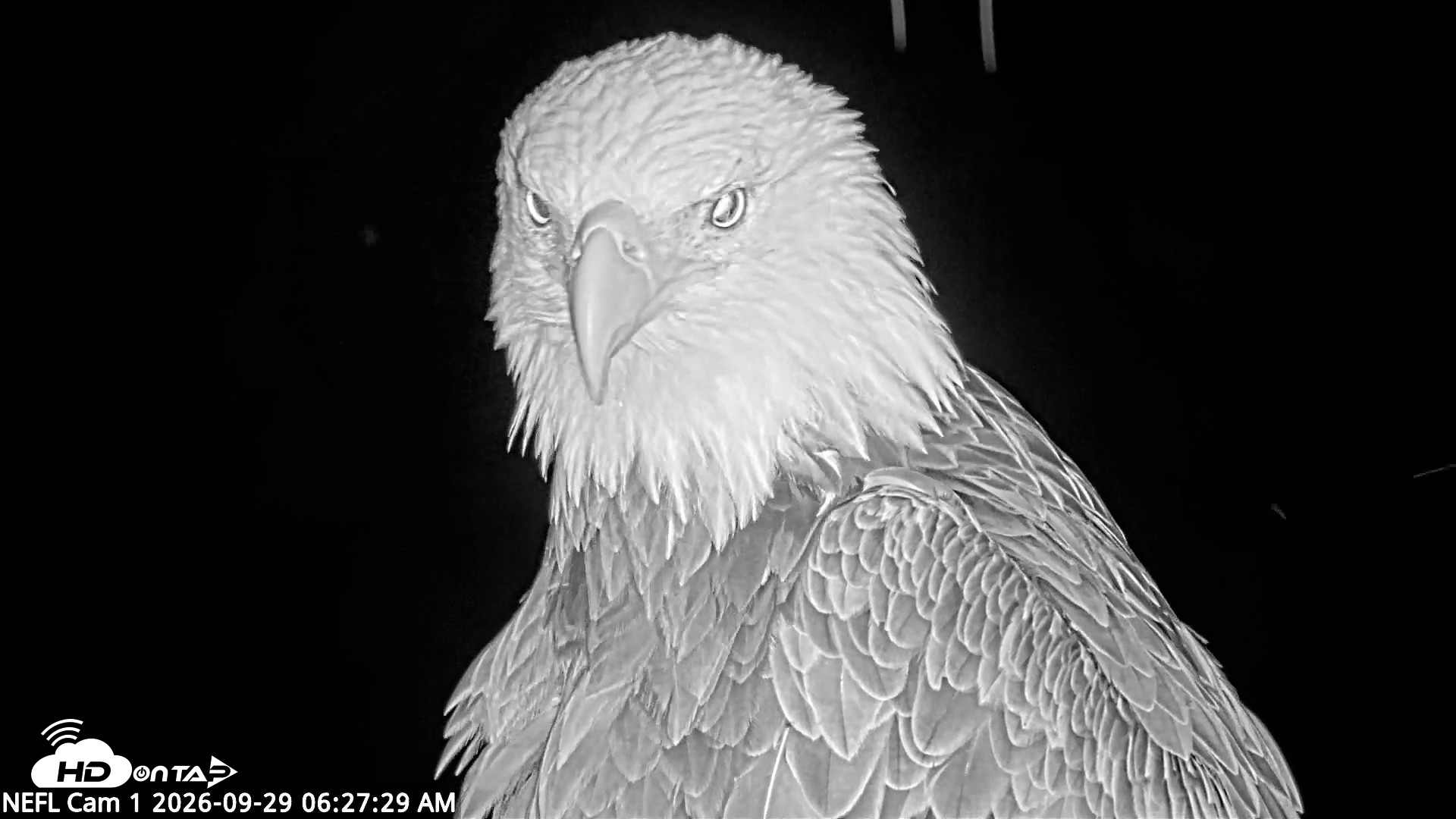 Snapshot of NE Florida Eagles Live Webcam taken Sep 29, 2026, 6:28am EDT