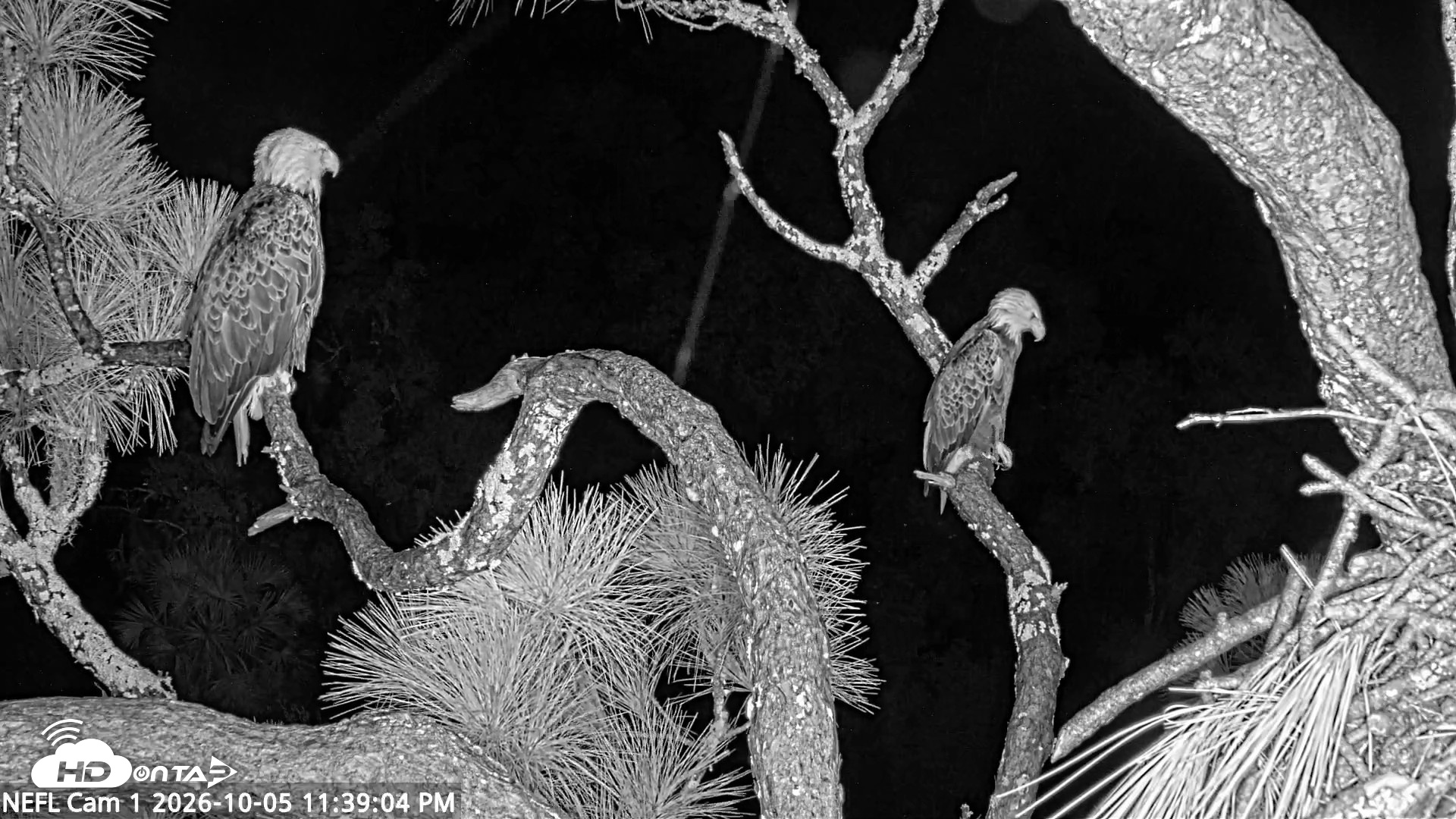 Snapshot of NE Florida Eagles Live Webcam taken Oct 5, 2026, 11:39pm EDT
