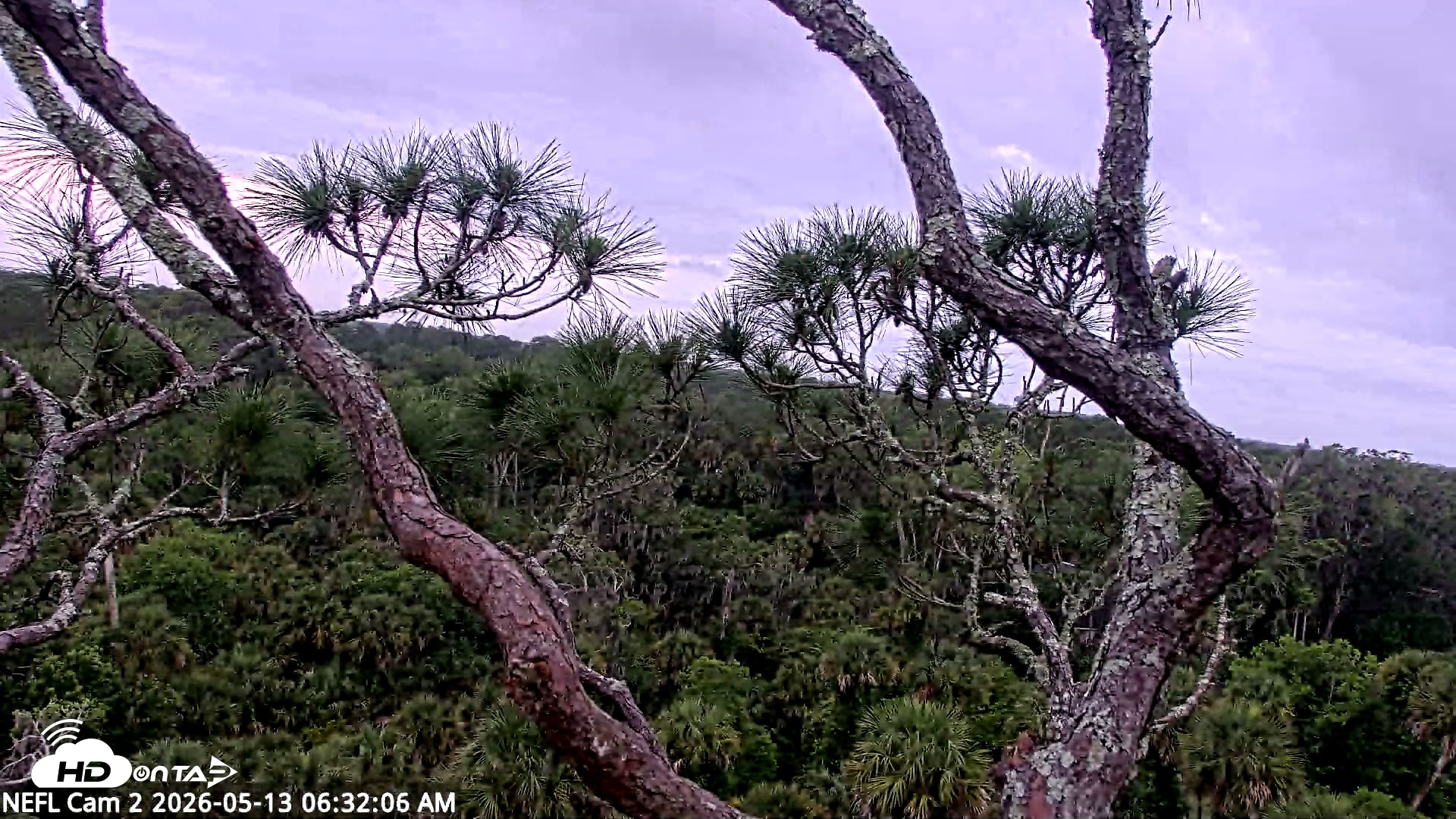 Snapshot of NE Florida Eagles Live Webcam taken May 13, 2026, 6:33am EDT