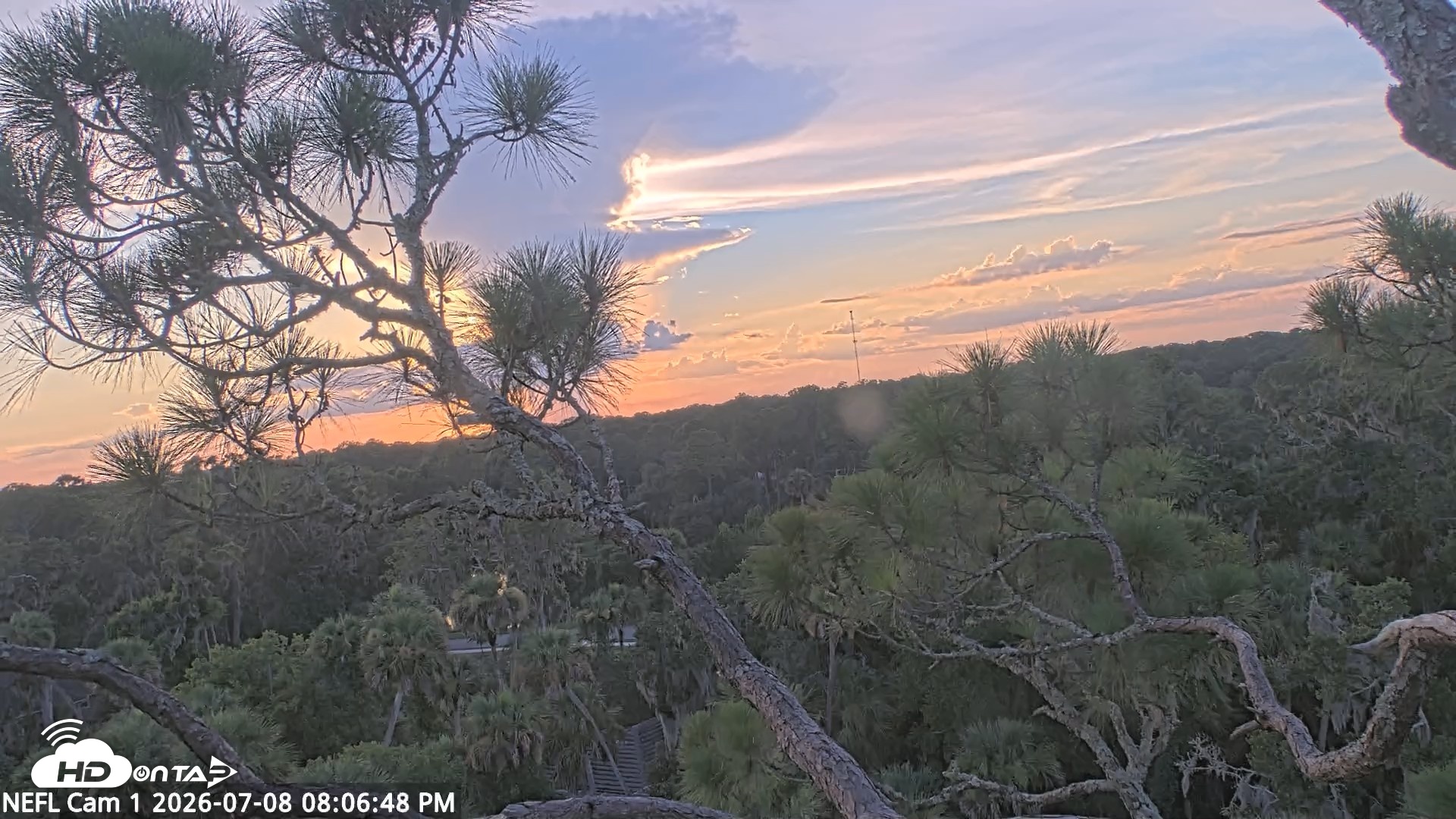 Snapshot of NE Florida Eagles Live Webcam taken Jul 8, 2026, 8:07pm EDT
