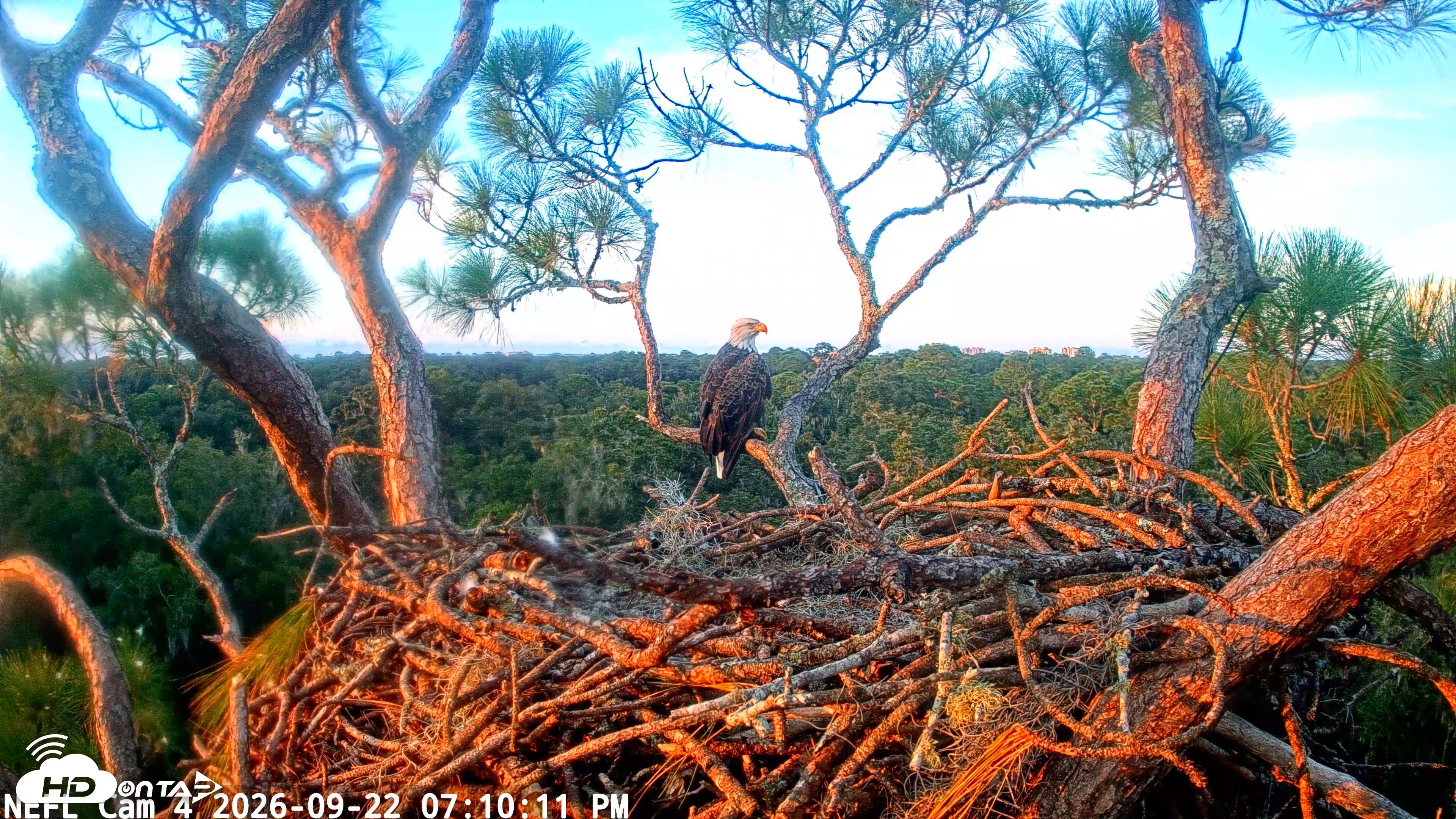 Snapshot of NE Florida Eagles Live Webcam taken Sep 22, 2026, 7:11pm EDT