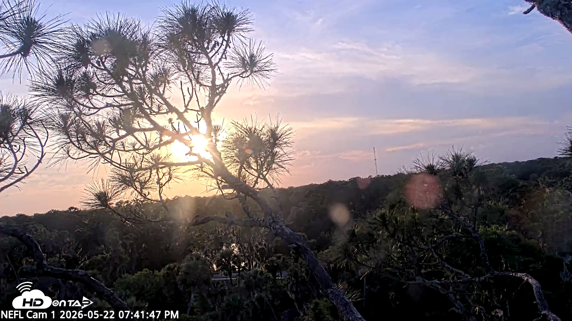 Snapshot of NE Florida Eagles Live Webcam taken May 22, 2026, 7:42pm EDT