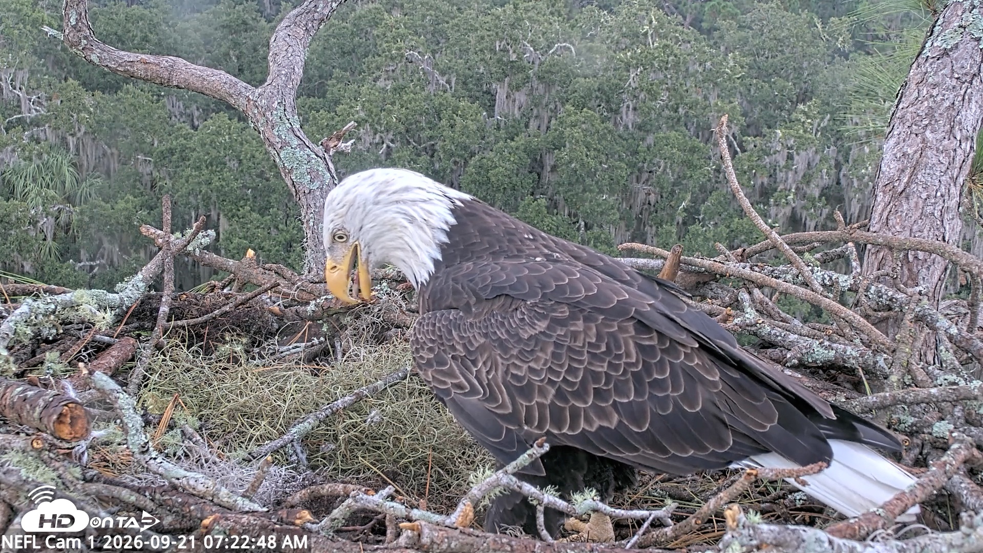 Snapshot of NE Florida Eagles Live Webcam taken Sep 21, 2026, 7:23am EDT