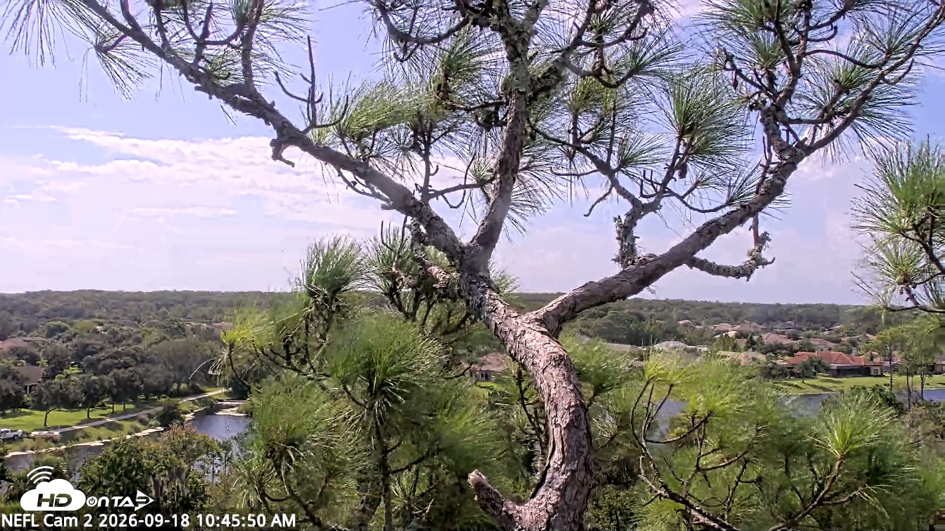 Snapshot of NE Florida Eagles Live Webcam taken Sep 18, 2026, 10:46am EDT