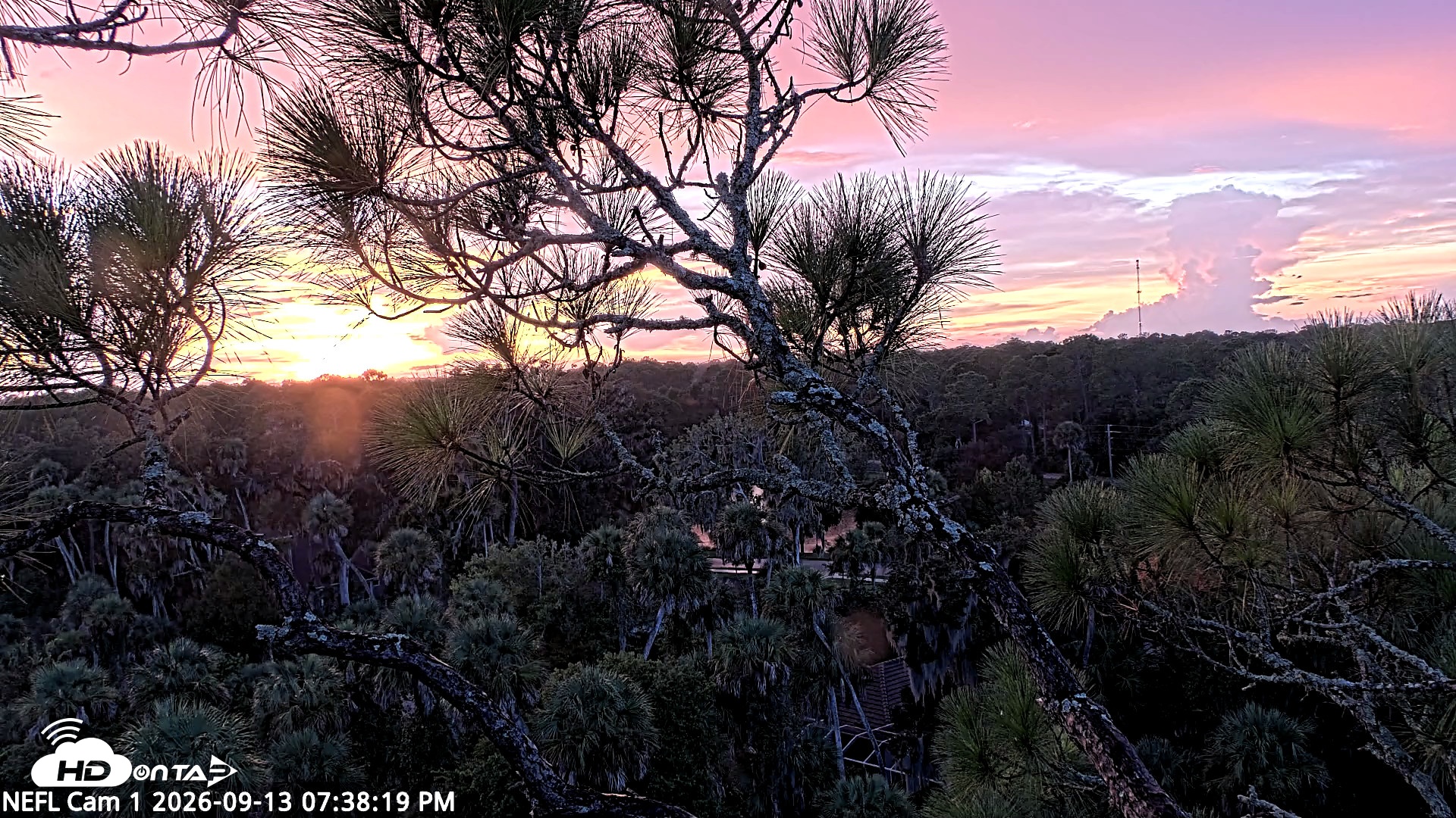 Snapshot of NE Florida Eagles Live Webcam taken Sep 13, 2026, 7:39pm EDT
