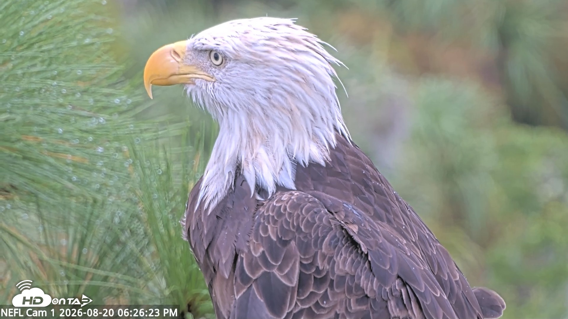 Snapshot of NE Florida Eagles Live Webcam taken Aug 20, 2026, 6:27pm EDT