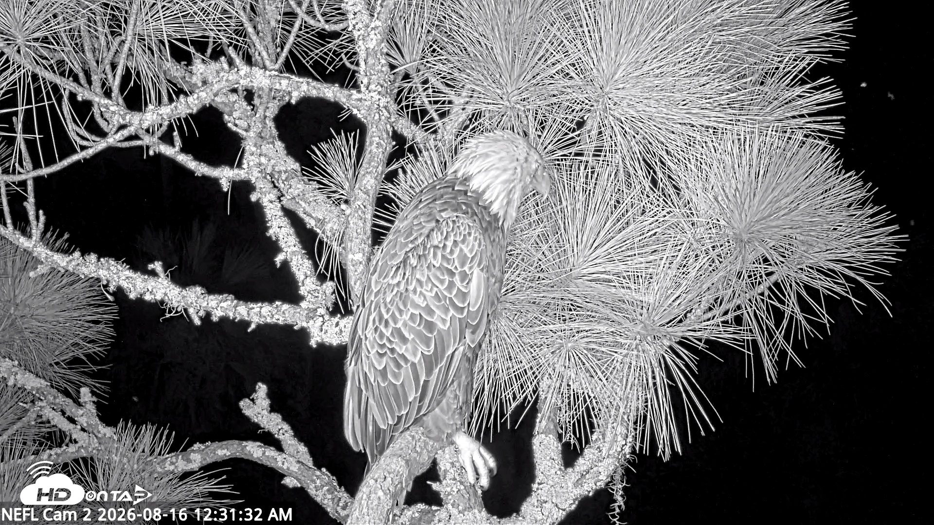Snapshot of NE Florida Eagles Live Webcam taken Aug 16, 2026, 12:32am EDT